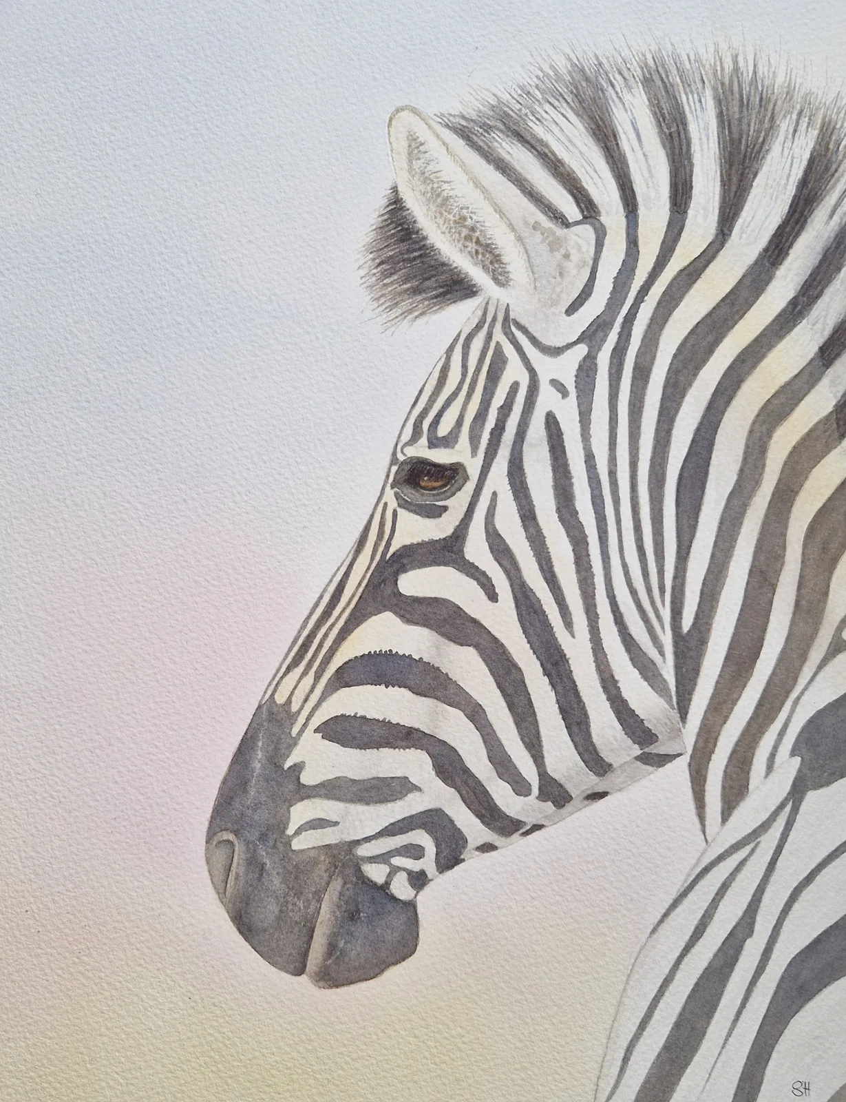 Akvarell Zebra i stillhet av Susanne Hagemark
