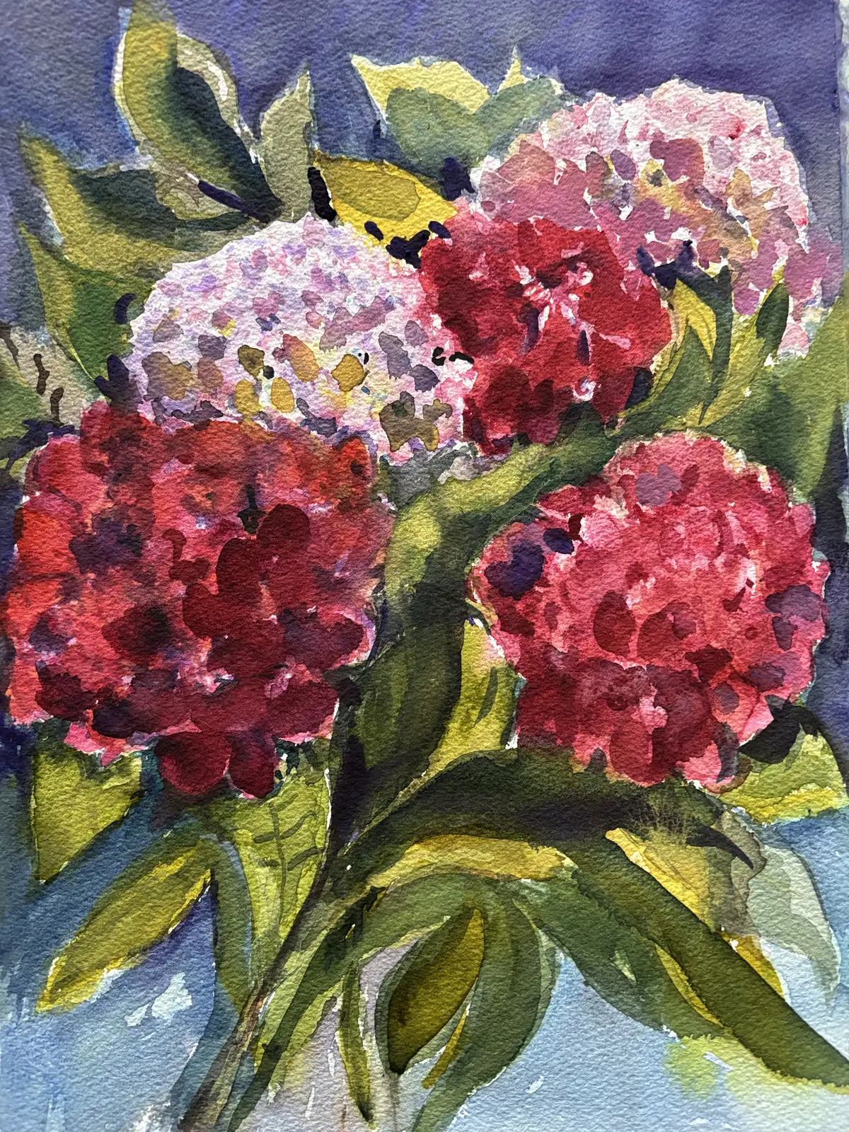 Akvarell Hortensian i blom av Iréne Viberg