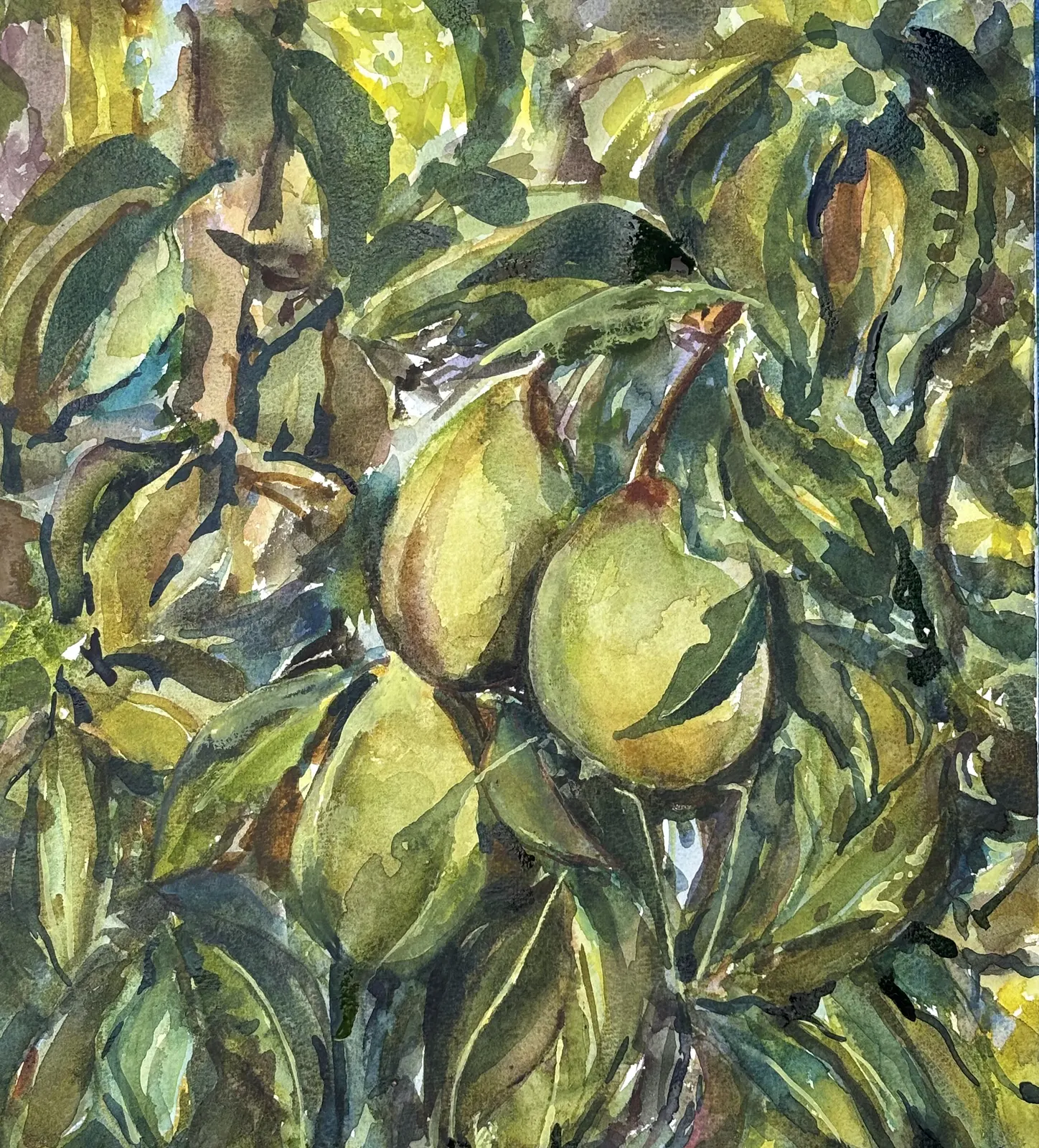 Akvarell Päronskörden blev god av Iréne Viberg