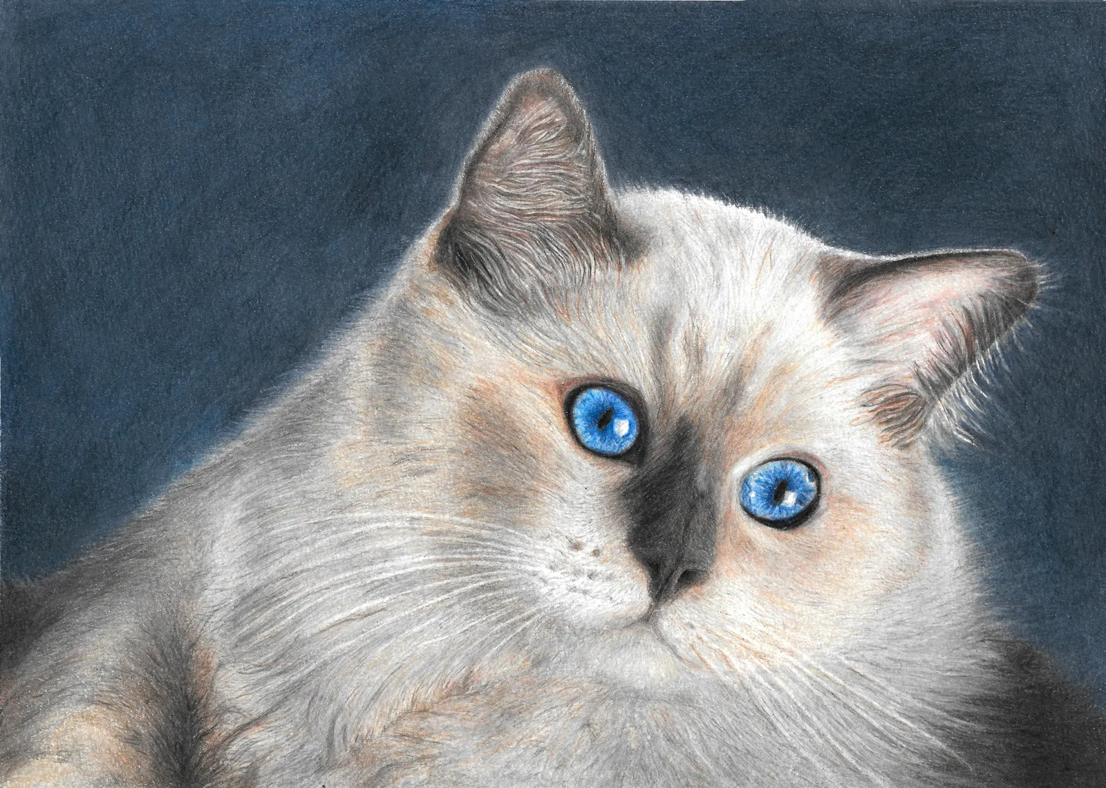Katt, mitt i ett beslut av Stina Sjöstedt