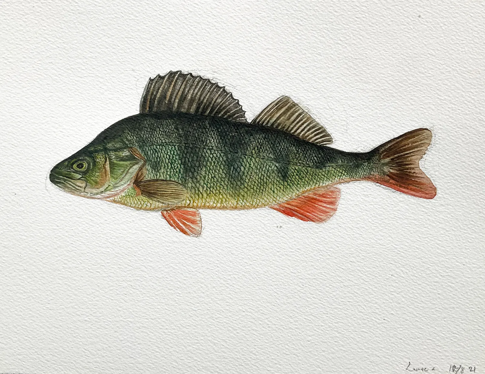 Akvarell Aborre av Linnea Andersson