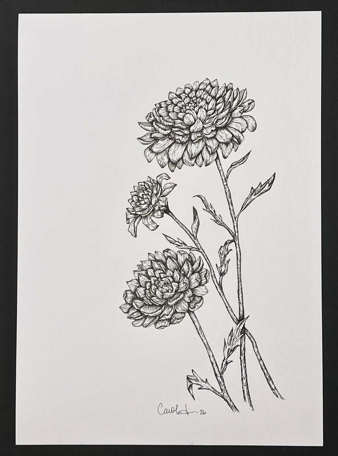 Dahlia av Caroline Lingersjö