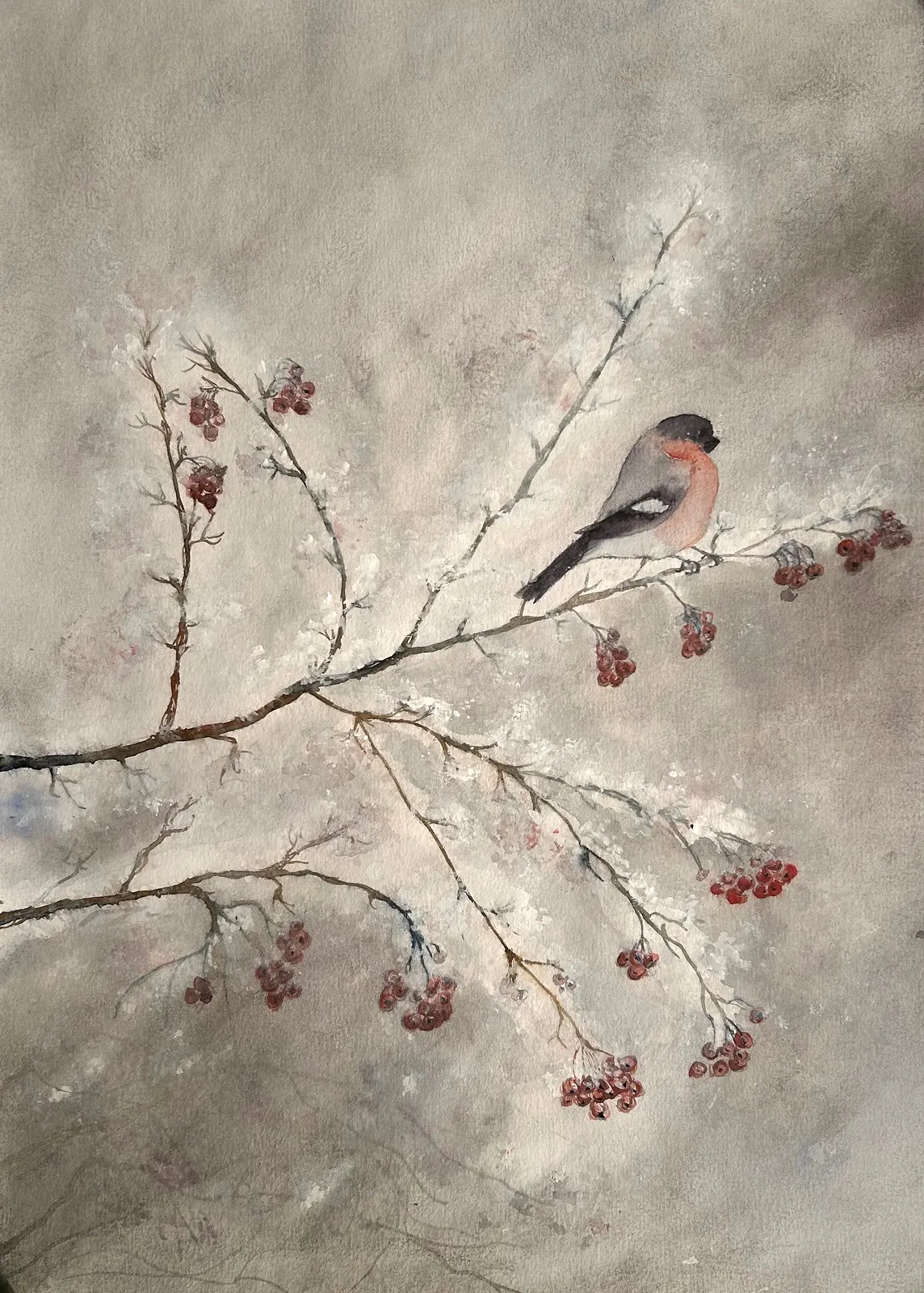 Akvarell Domherren av Inger Axbrink