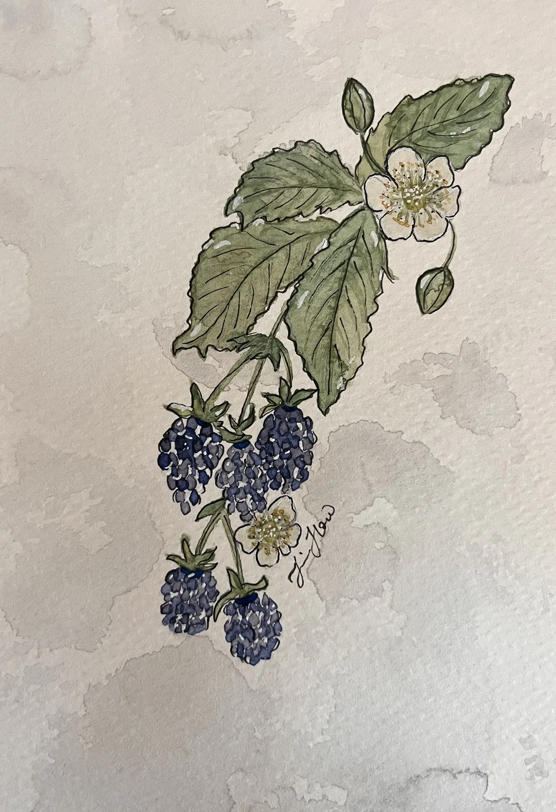 Akvarell Björnbär av Jessica Paintbyhowsan