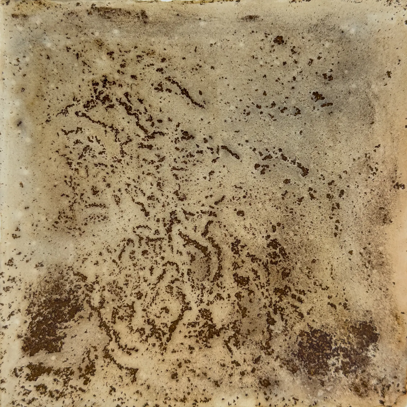 Akvarell Kartlav (Map lichen) av Malin Janliden