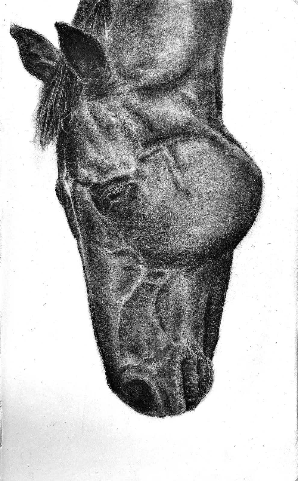 Horse av Björn Olfenius