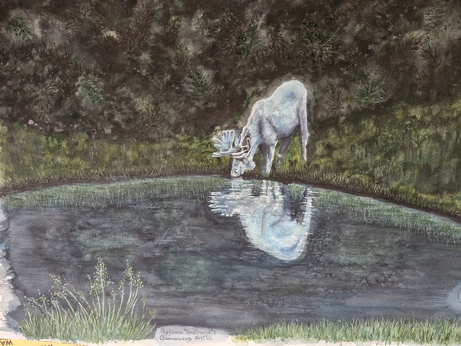 Akvarell Älgtjuren "Ferdinand" av Max Jansson