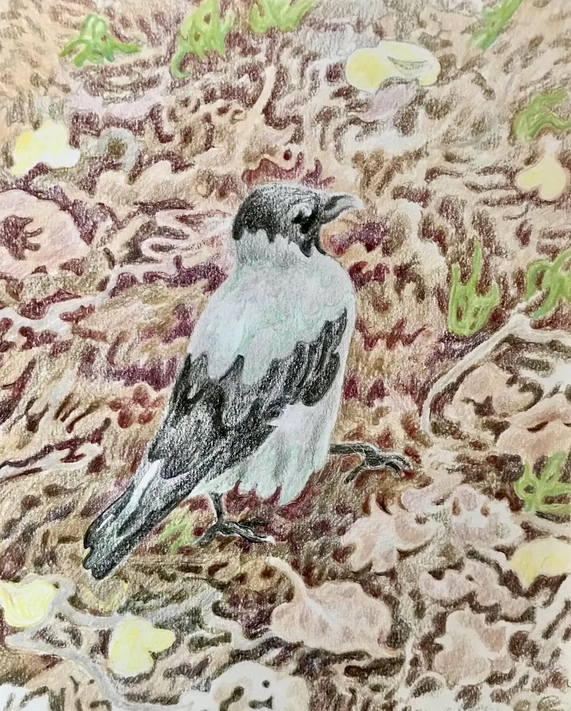 Crow av Li Loomis