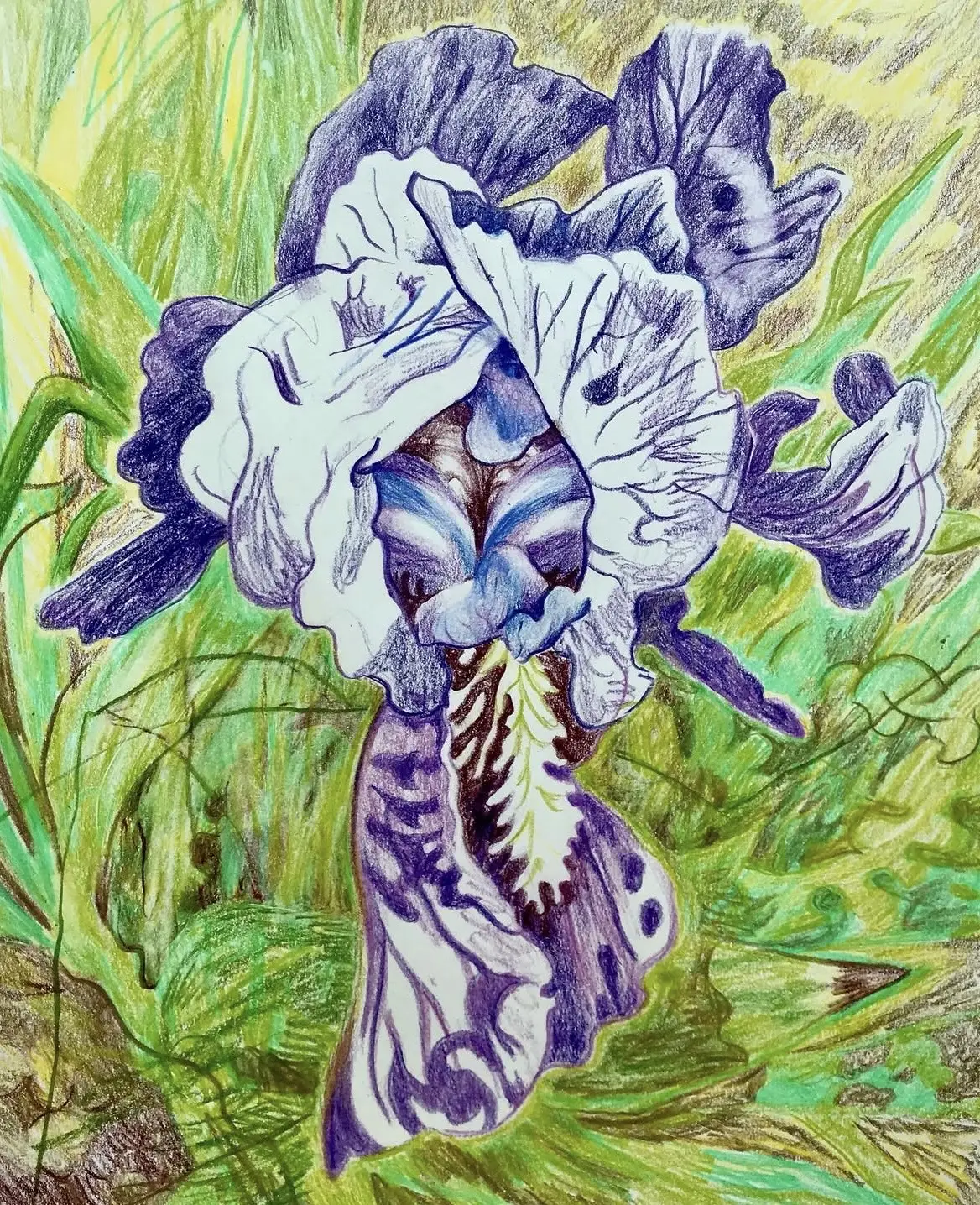 Iris av Li Loomis