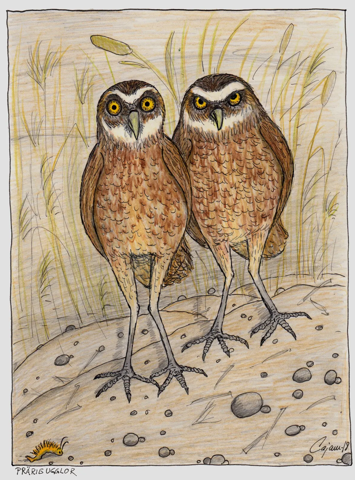 Prärieugglor av Carina Cajan Jansson
