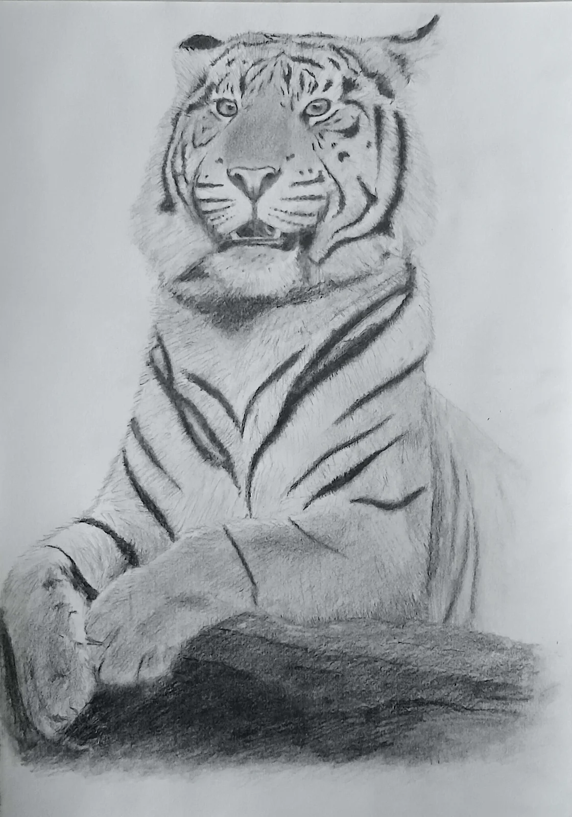 Noble Tiger av David Asefaw