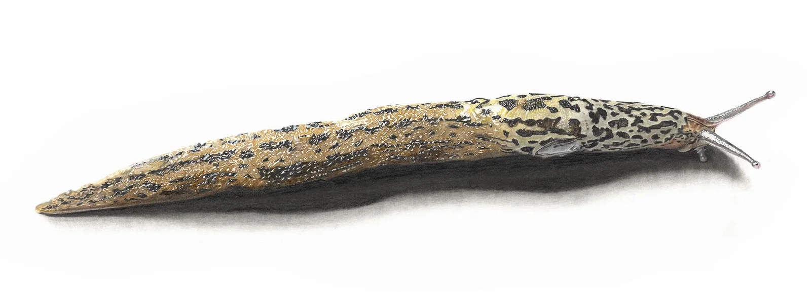 Leopardsnigel av Anders Haglund