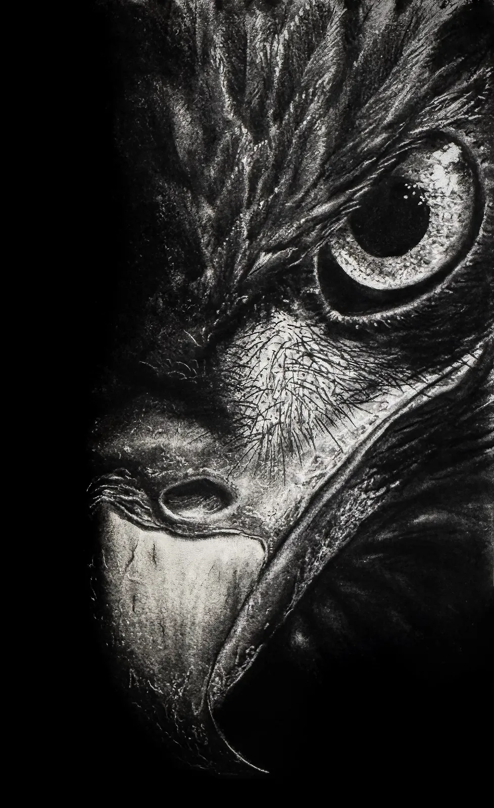 Adler av Björn Olfenius