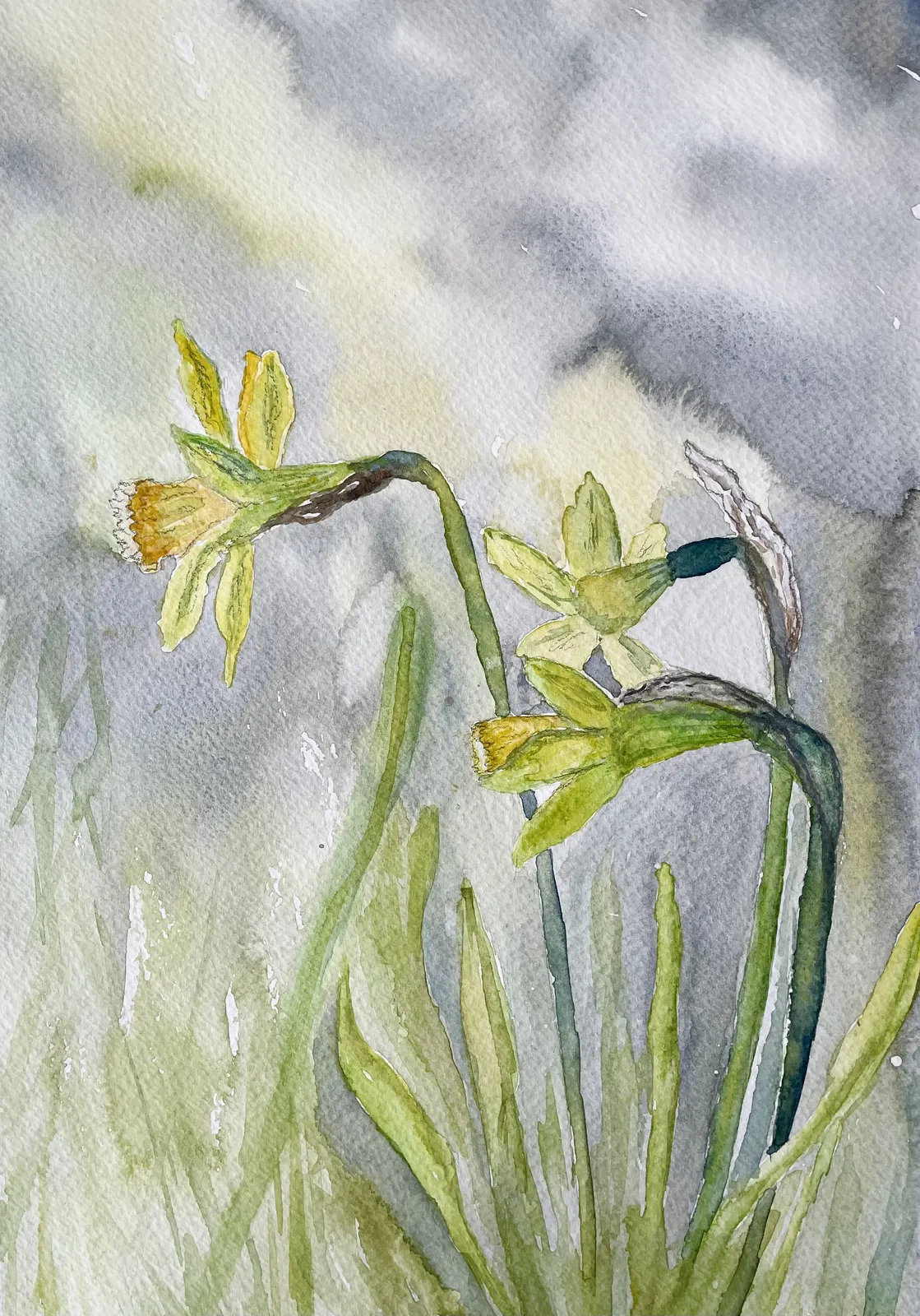 Akvarell Narcisser i aprilväder av Lilly Nordström