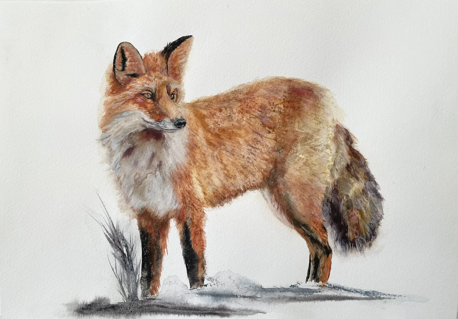 Akvarell Rödräv studie av Lilly Nordström