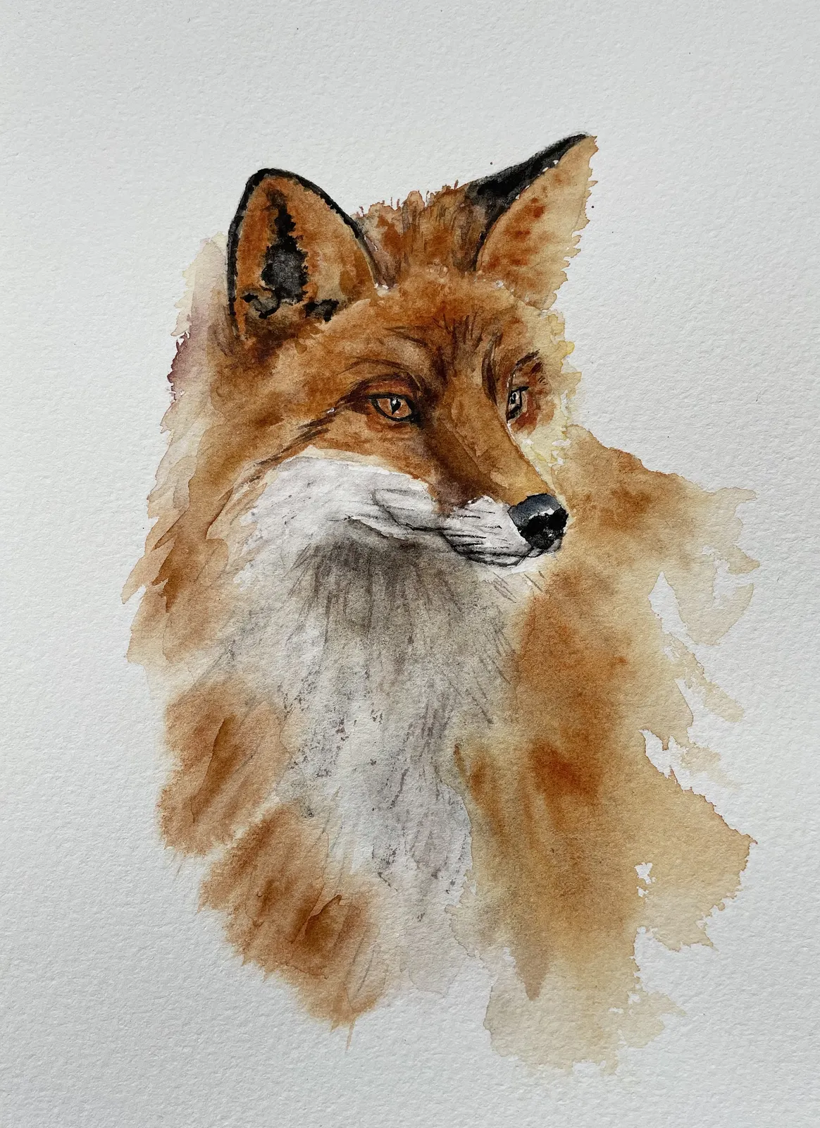 Akvarell Rävporträtt av Lilly Nordström