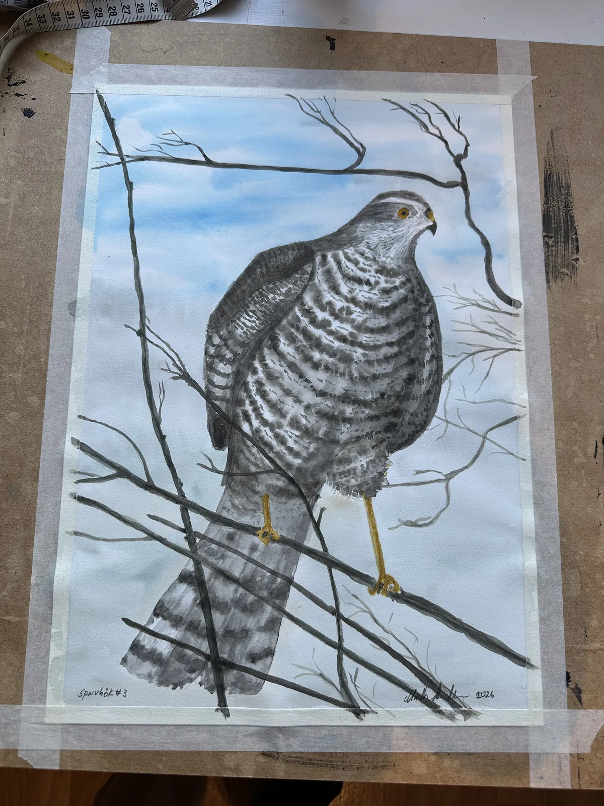 Akvarell Sparvhök #3 av Marie-Helén Andersson