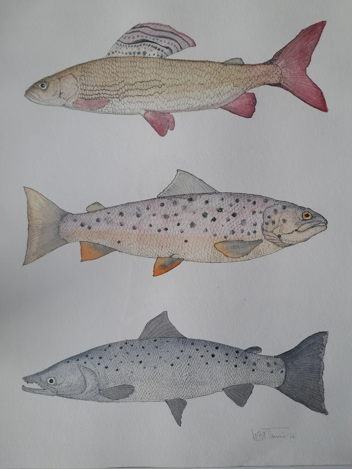 Akvarell Three Royals av Victor Thorén