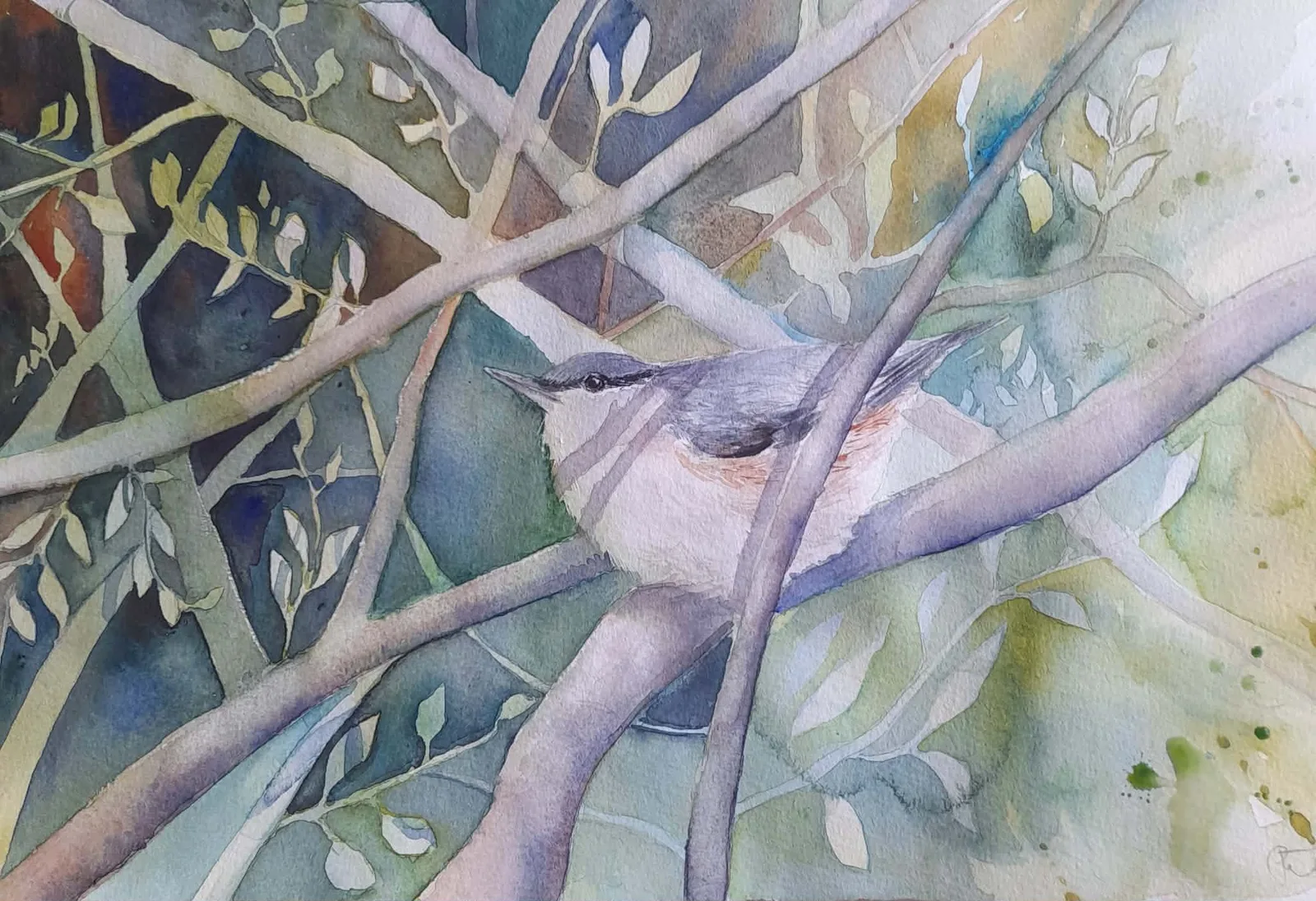 Akvarell Nötväckan av Petra Skogsberg
