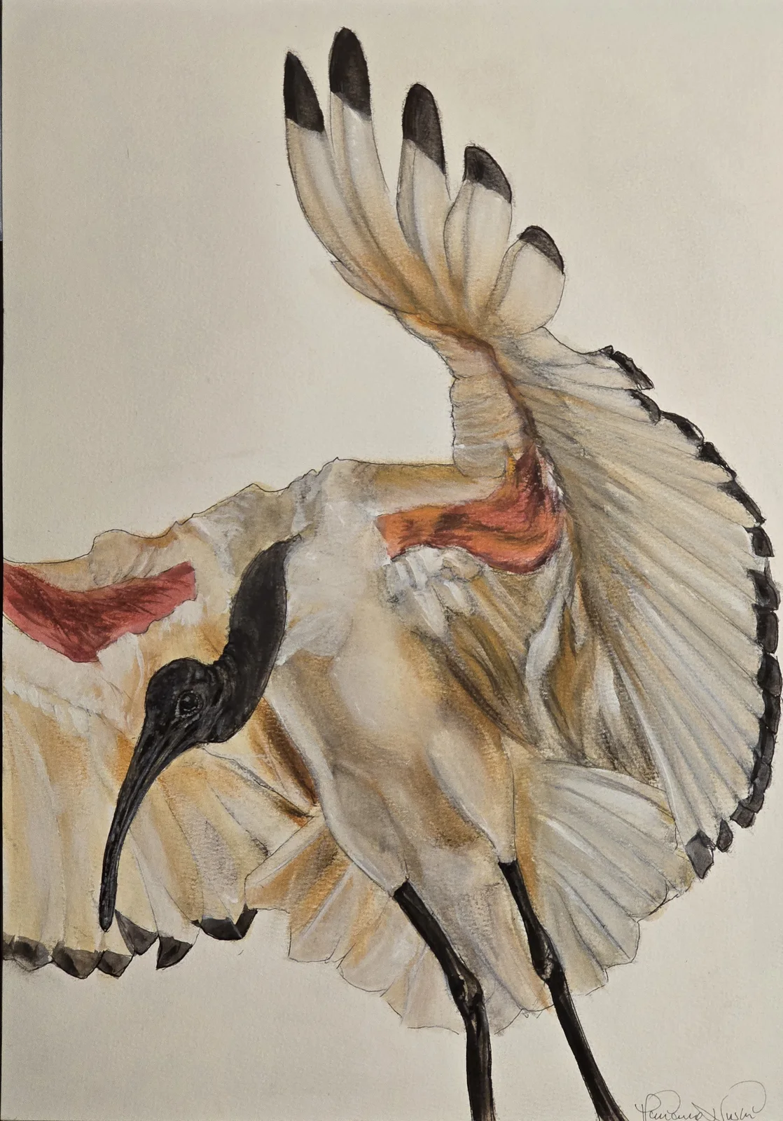 Akvarell Heliga Ibisen av Marianne Nushi