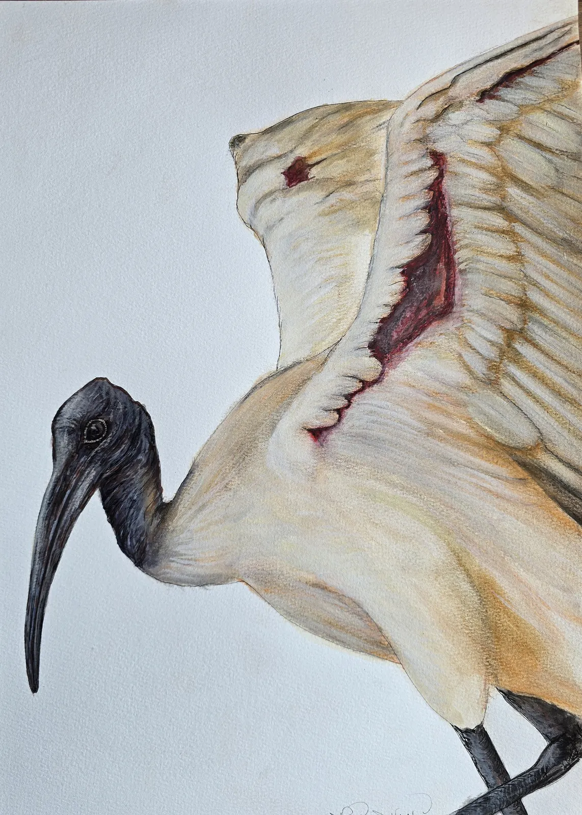 Akvarell Helige Ibis av Marianne Nushi