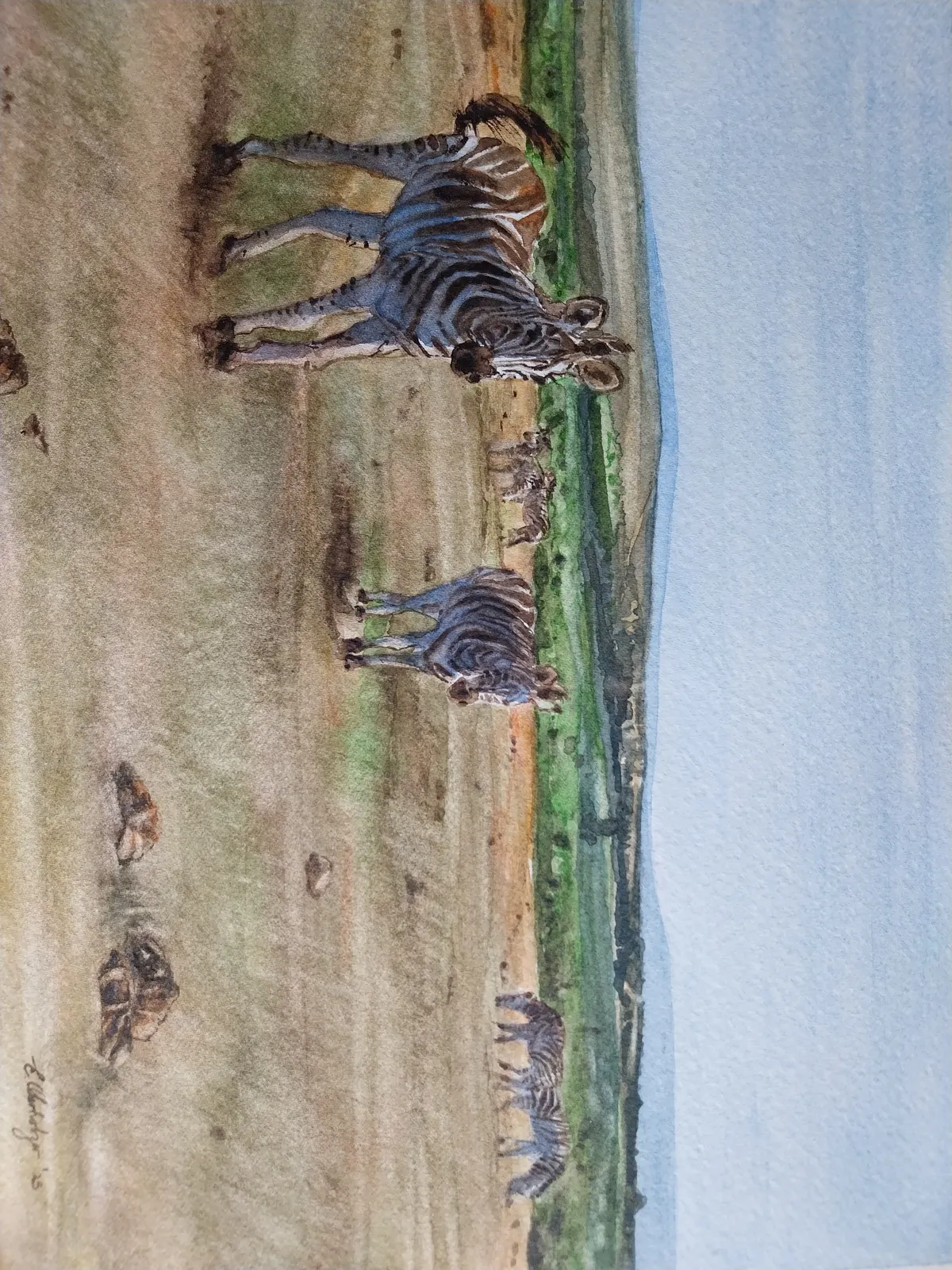 Akvarell Savanna:zebras av Erika Oberholzer