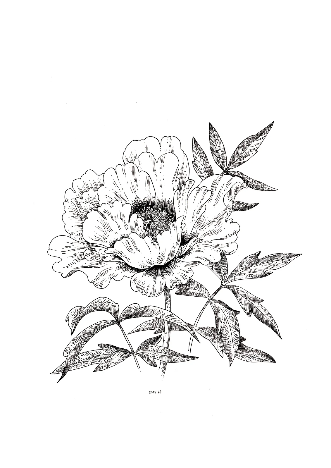 Black peony av Anastasiia Mazeina