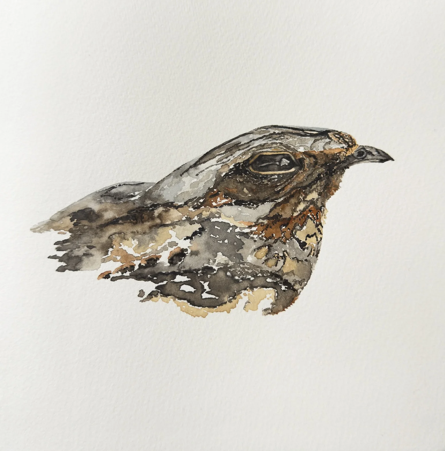 Akvarell Nattskärra (Nightjar) av Malin Janliden