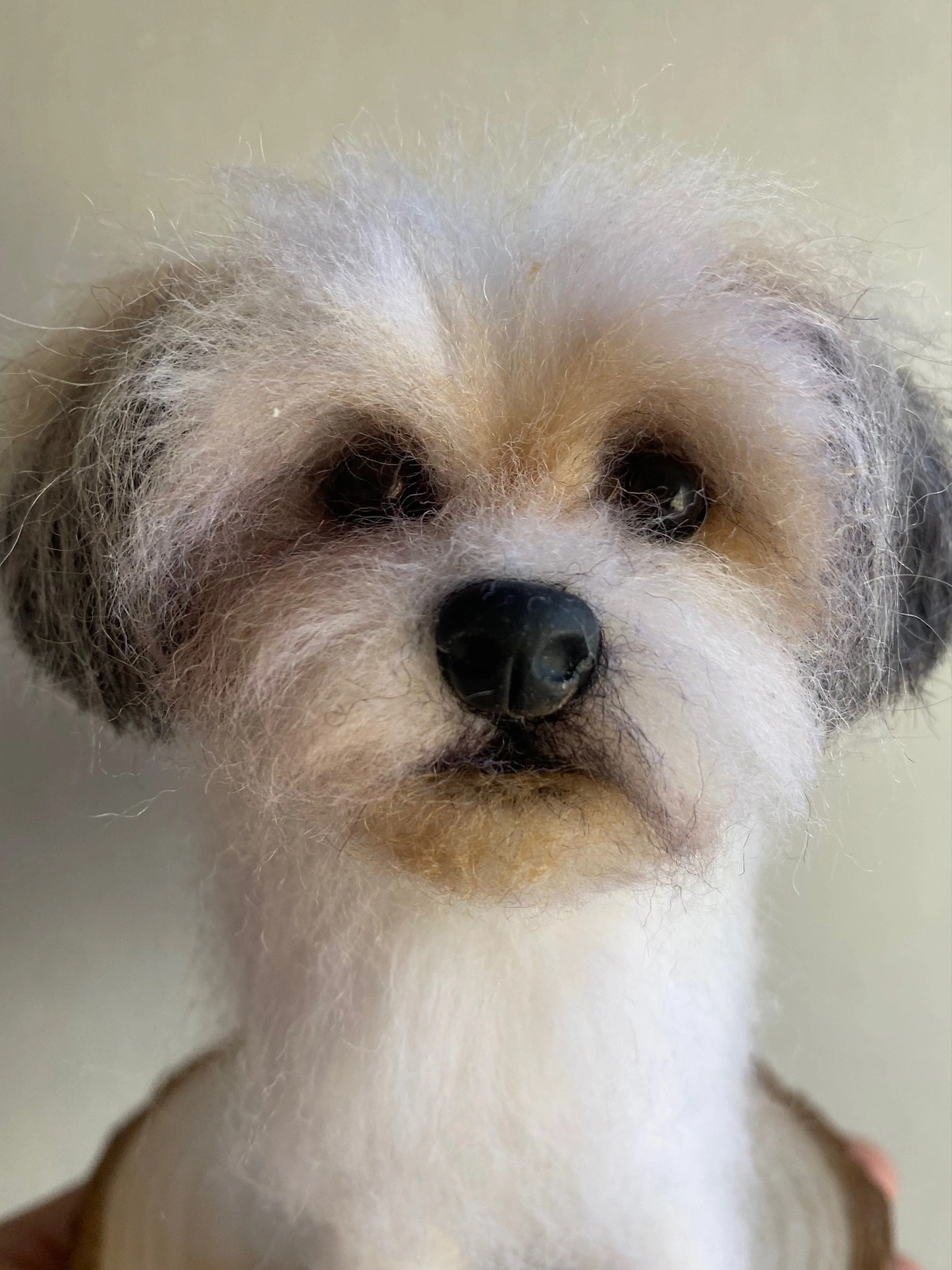Shih tzu av Rebeca Bastida Rivera
