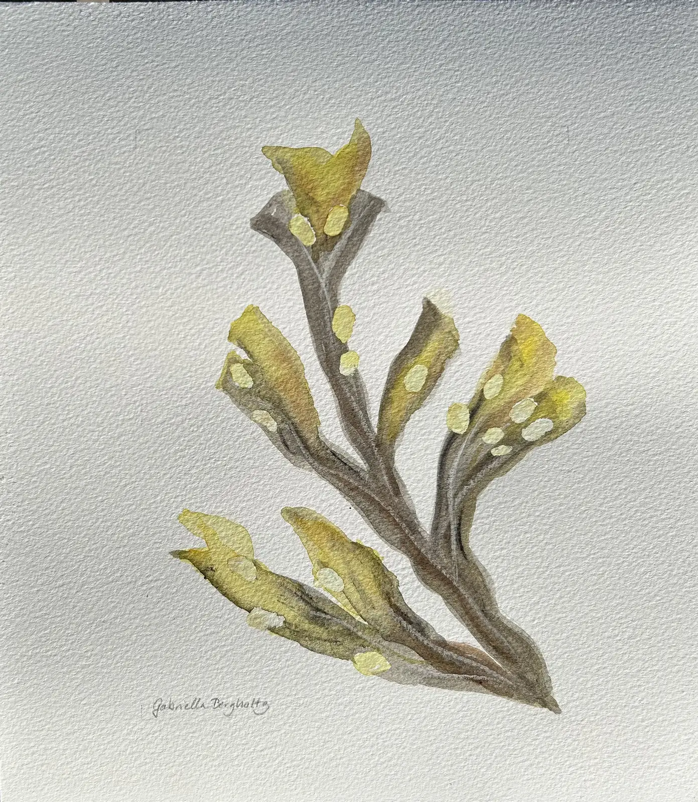 Akvarell Tång av Gabriella Bergholtz