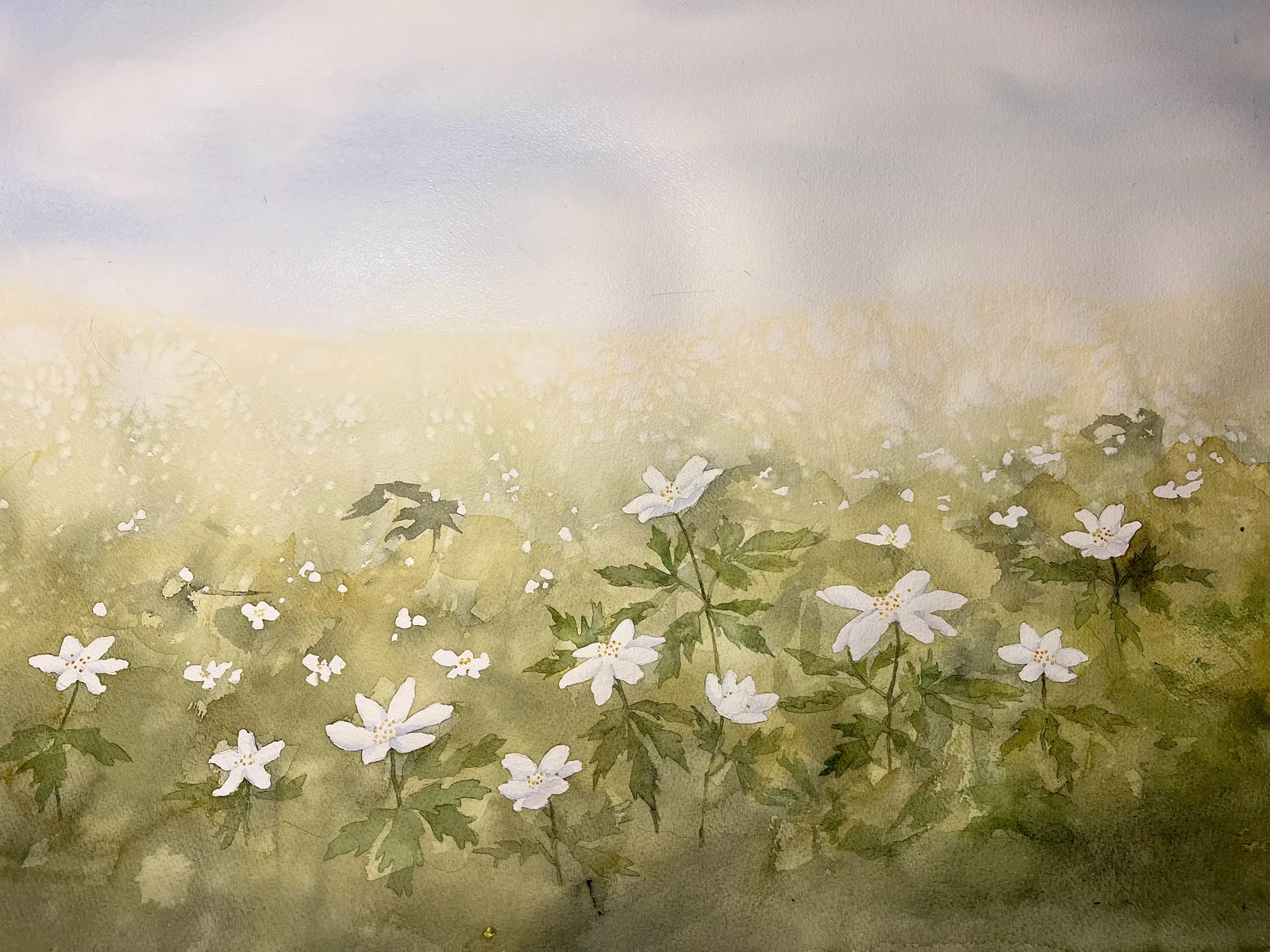 Akvarell Nyvakna sippor av Mia Uhlander