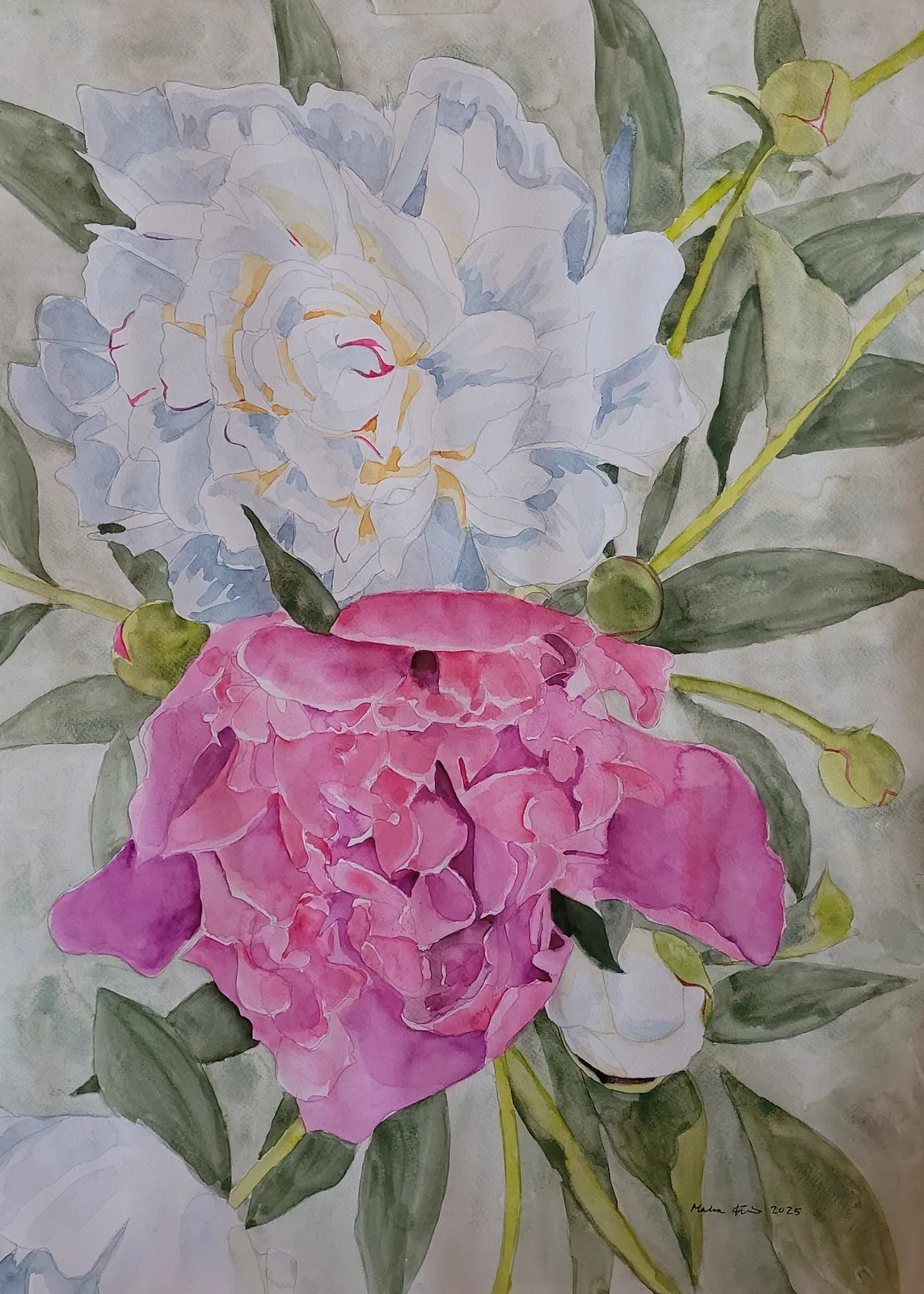 Akvarell Pioner av Malva Forslin