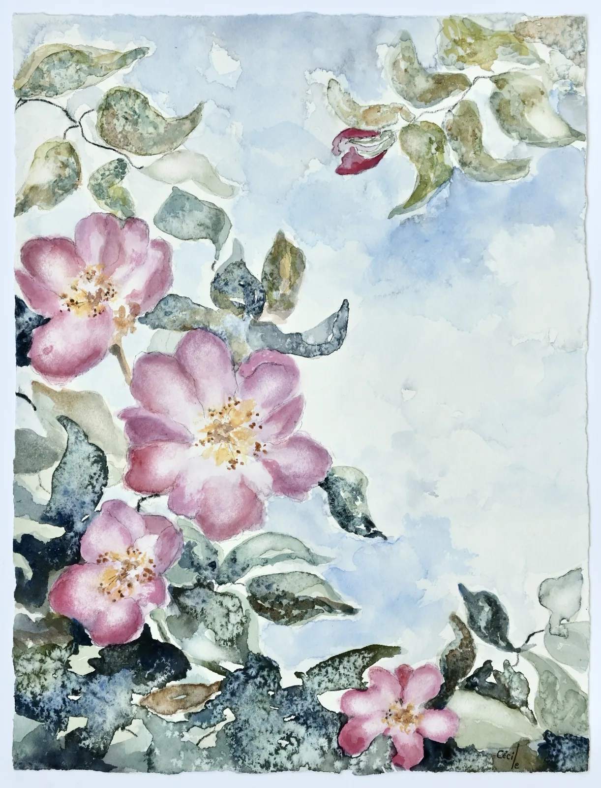 Akvarell Nyponros av Cécile Hansson