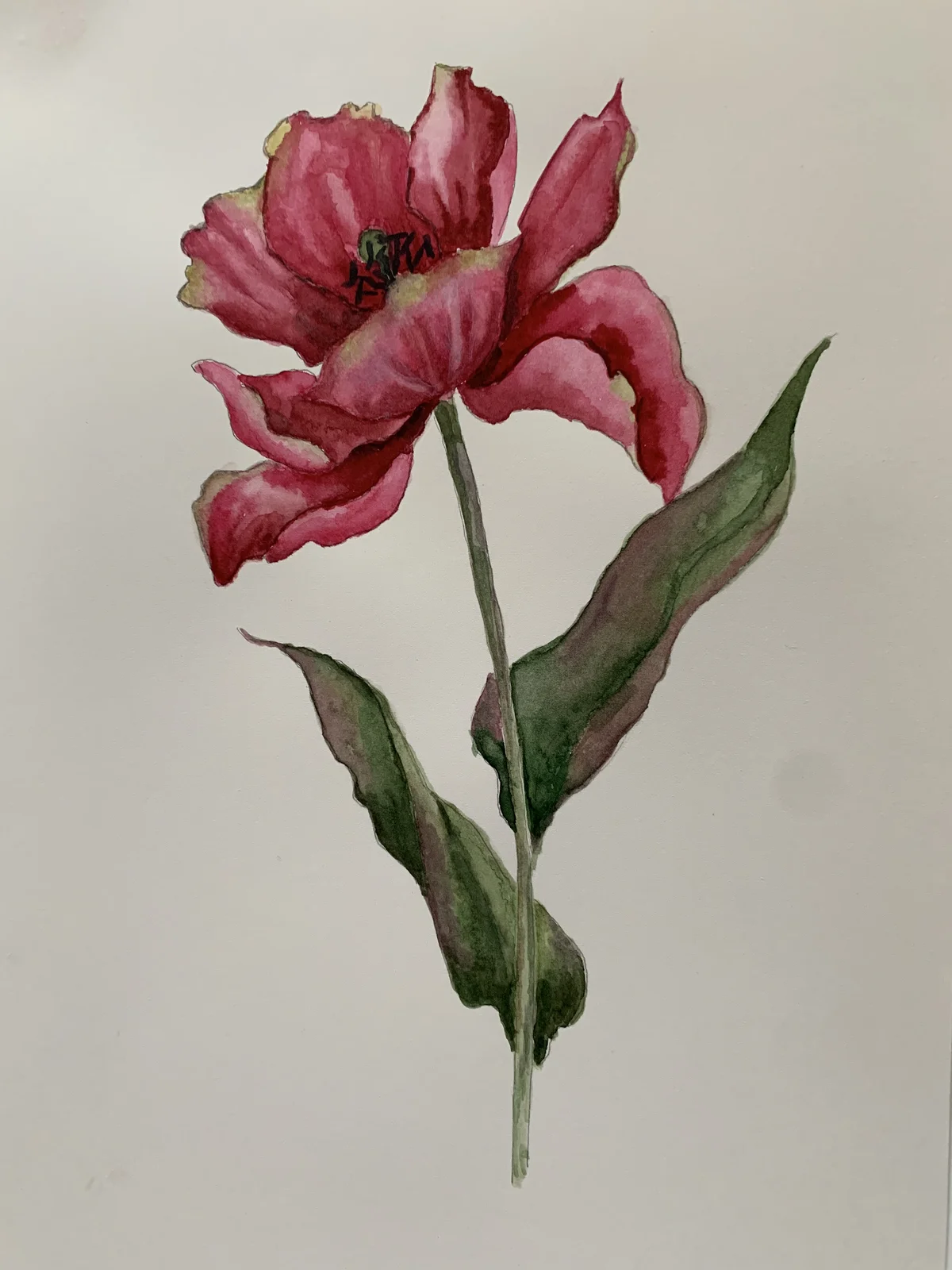 Akvarell Tulpan i blom av Annelie Johansson