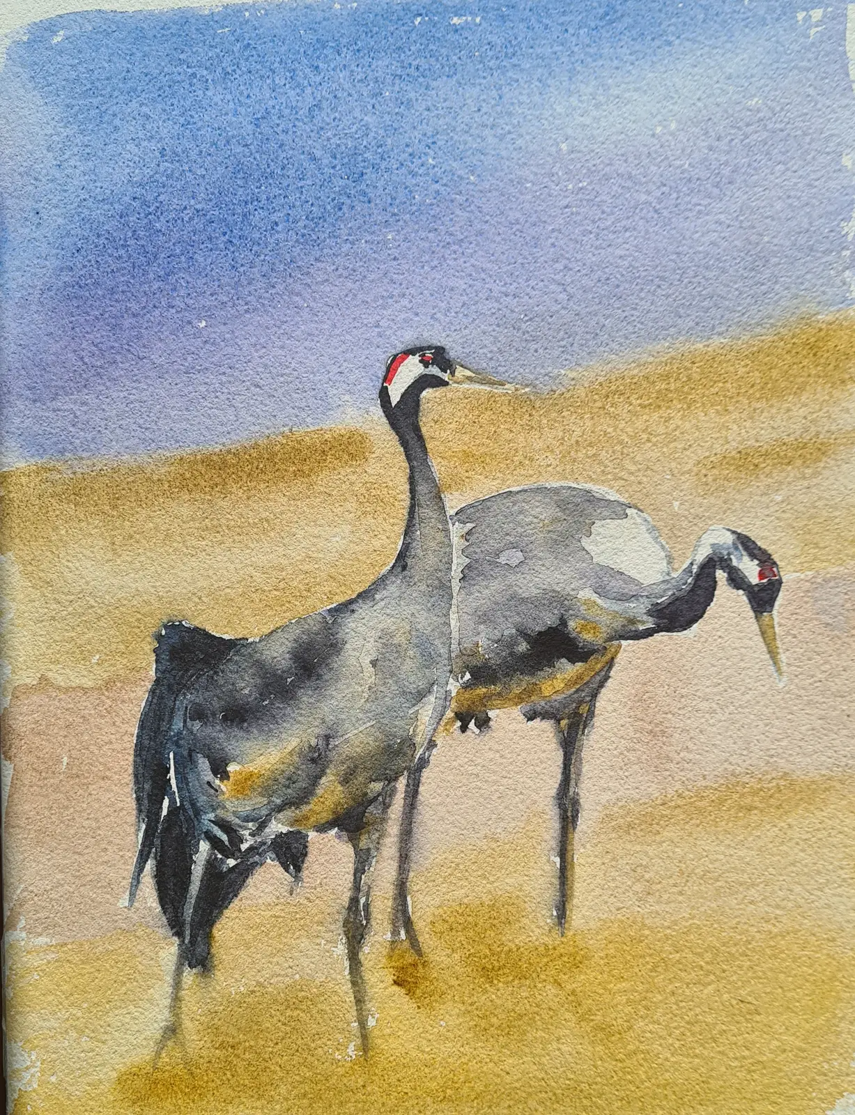 Akvarell Tranor av Eva-lena Nilsson