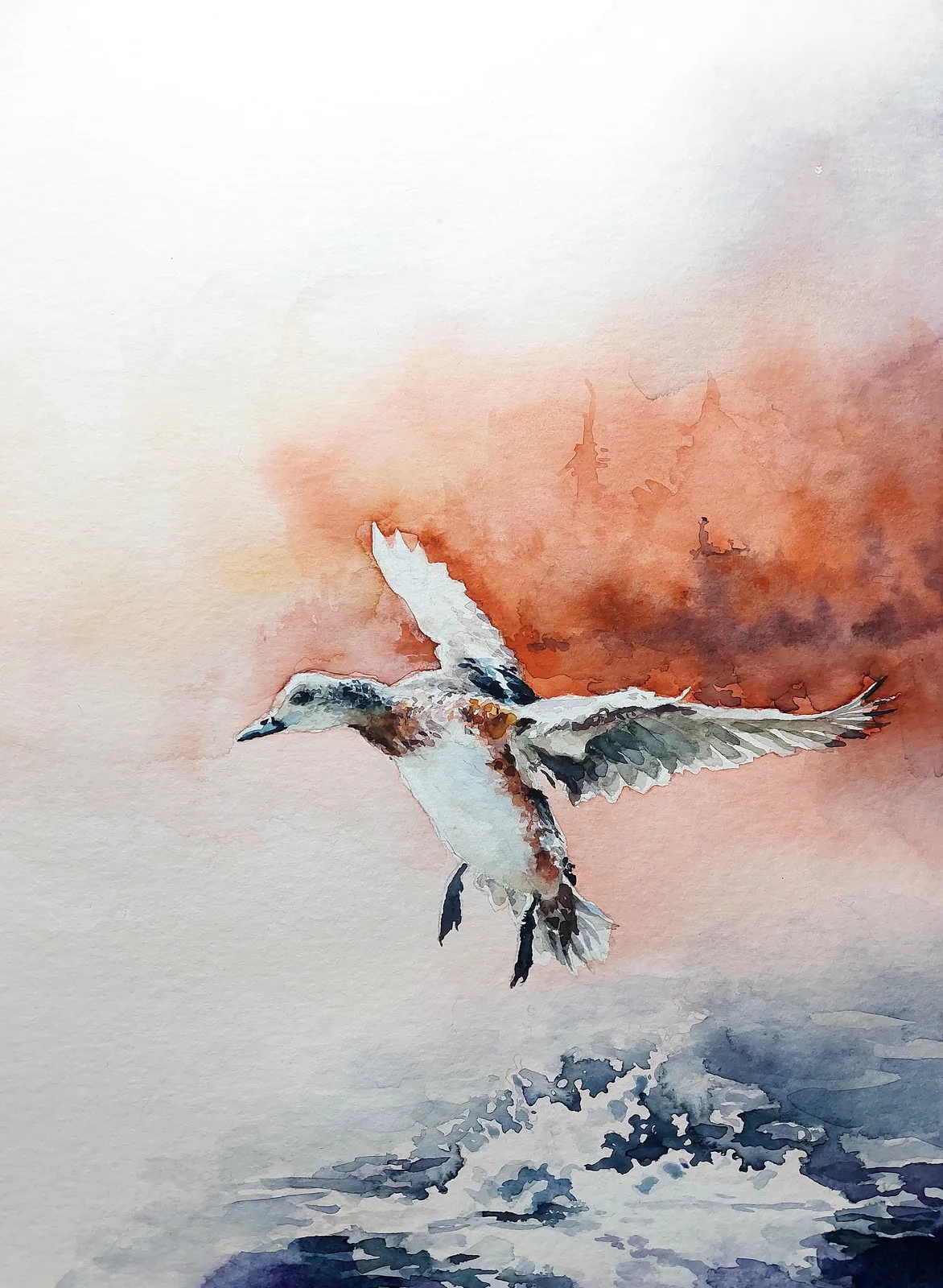 Akvarell Amerikans bläsand av David Forslund