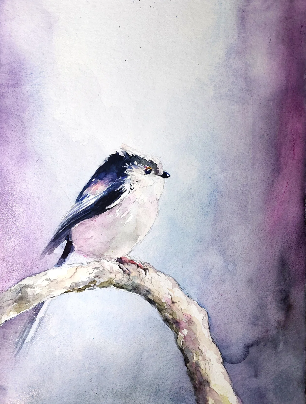 Akvarell Stjärtmes av David Forslund