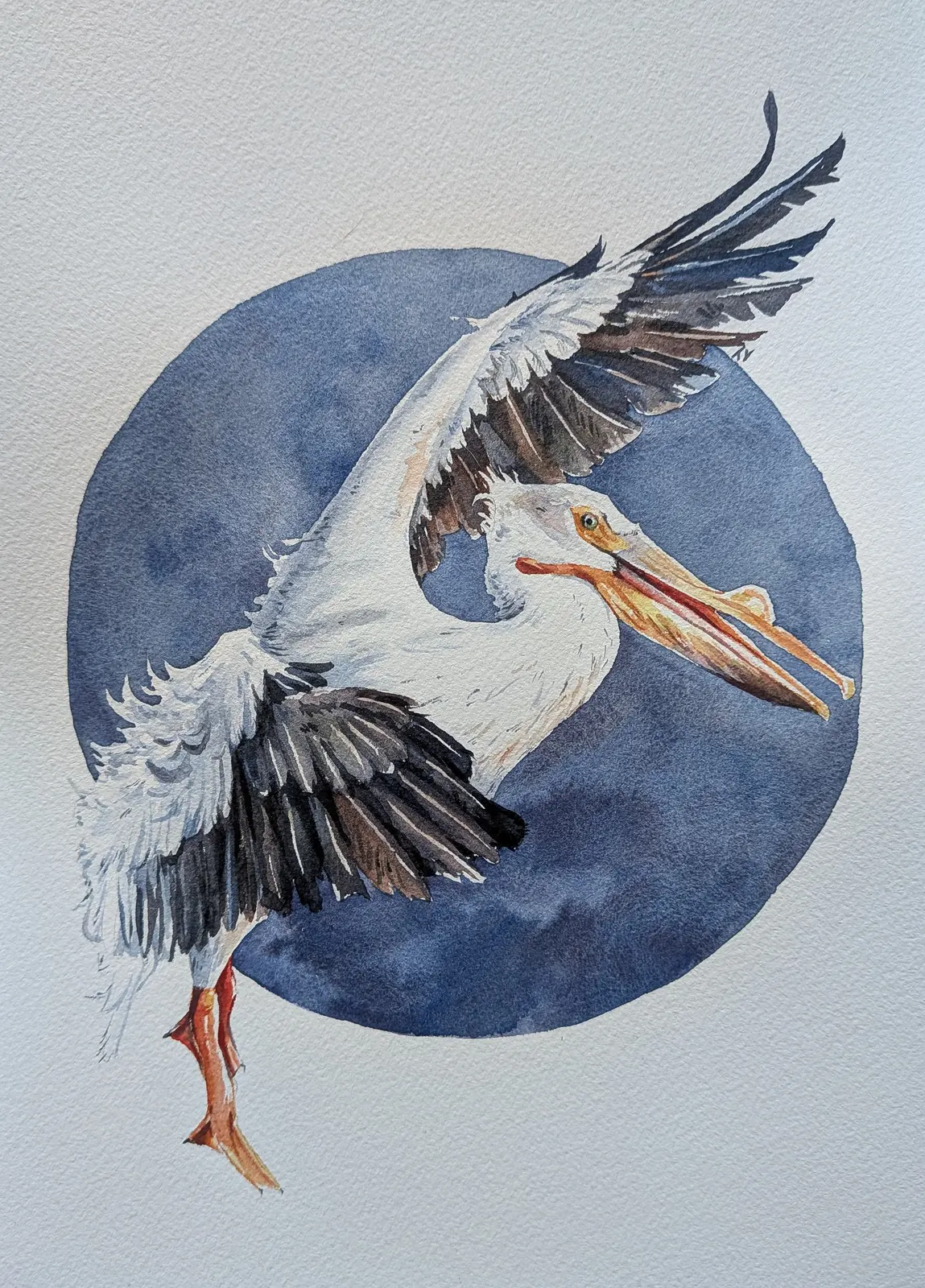 Akvarell Hornpelikan av Tove Y