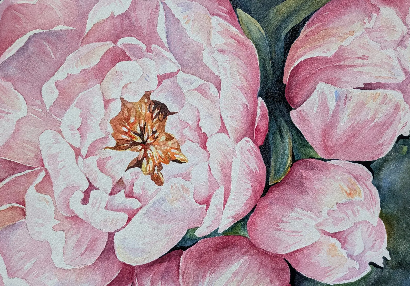 Akvarell Rosa pioner av Tove Y