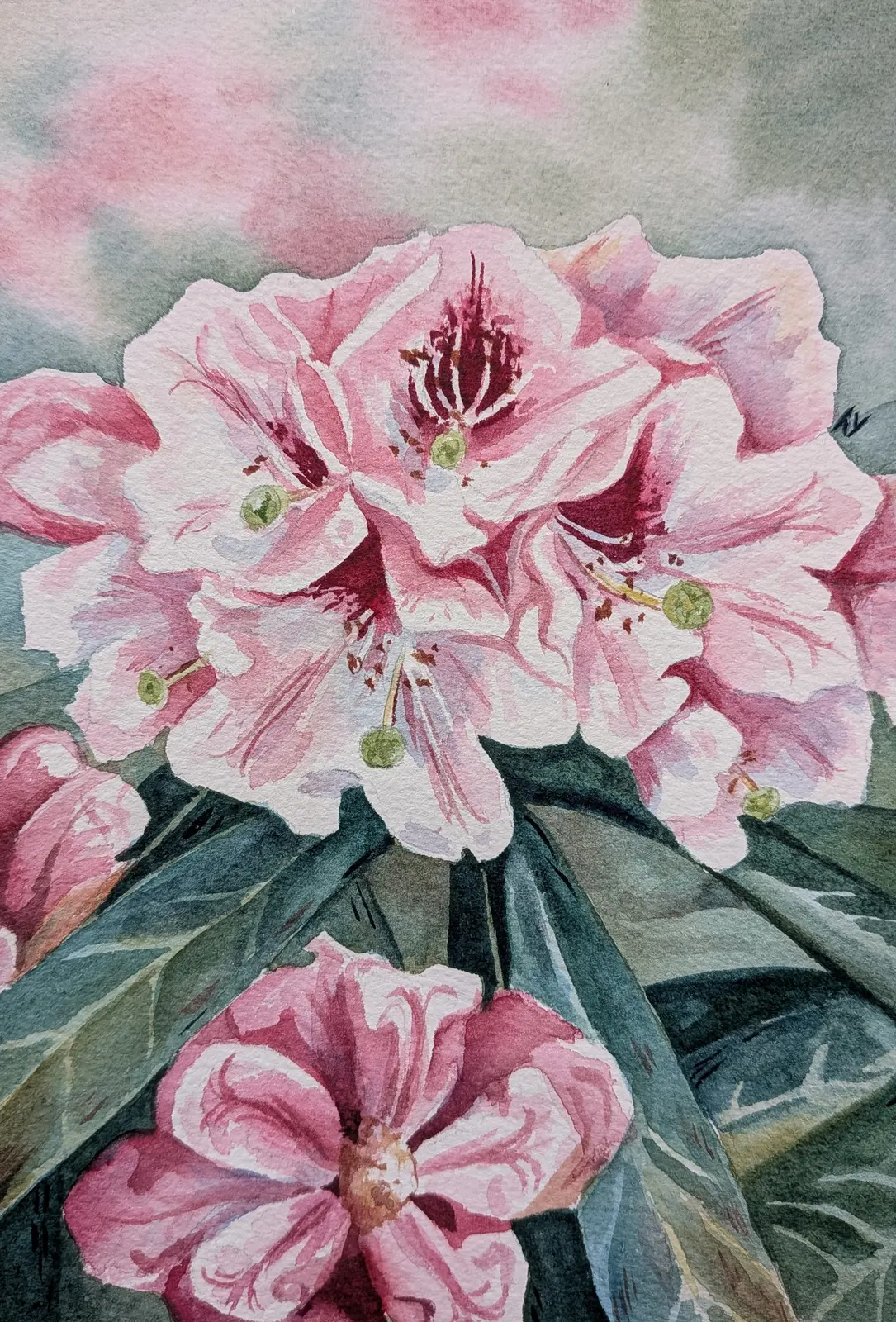 Akvarell Rosa rhododendron av Tove Y