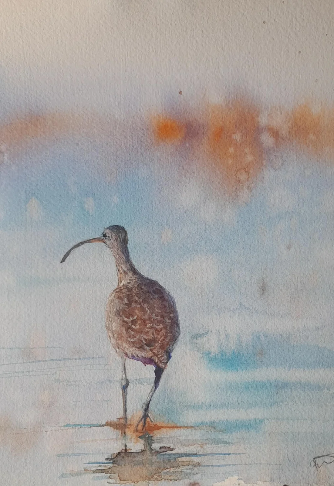 Akvarell Storspovens morgonpromenad av Petra Skogsberg