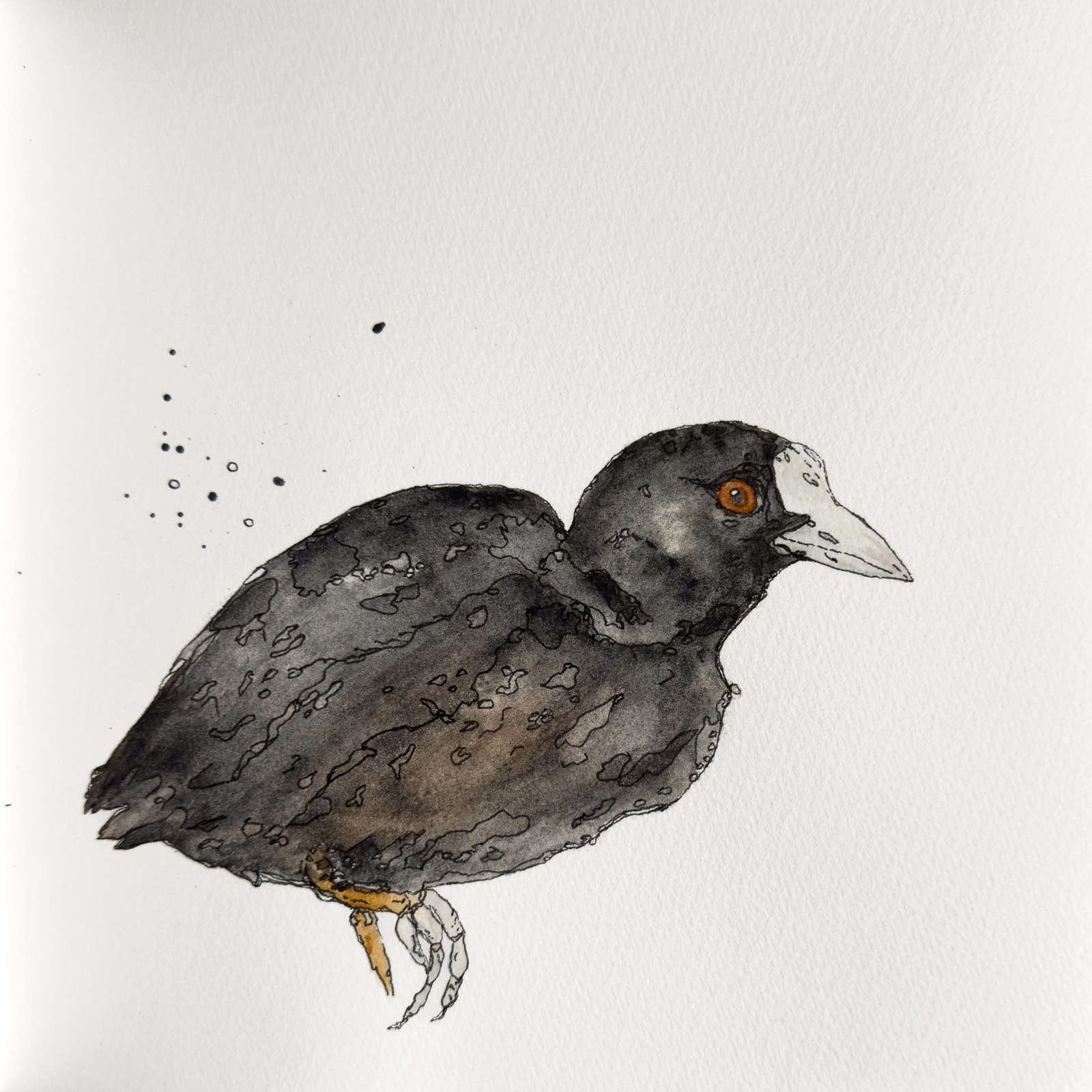 Sothöna (Coot) av Malin Janliden