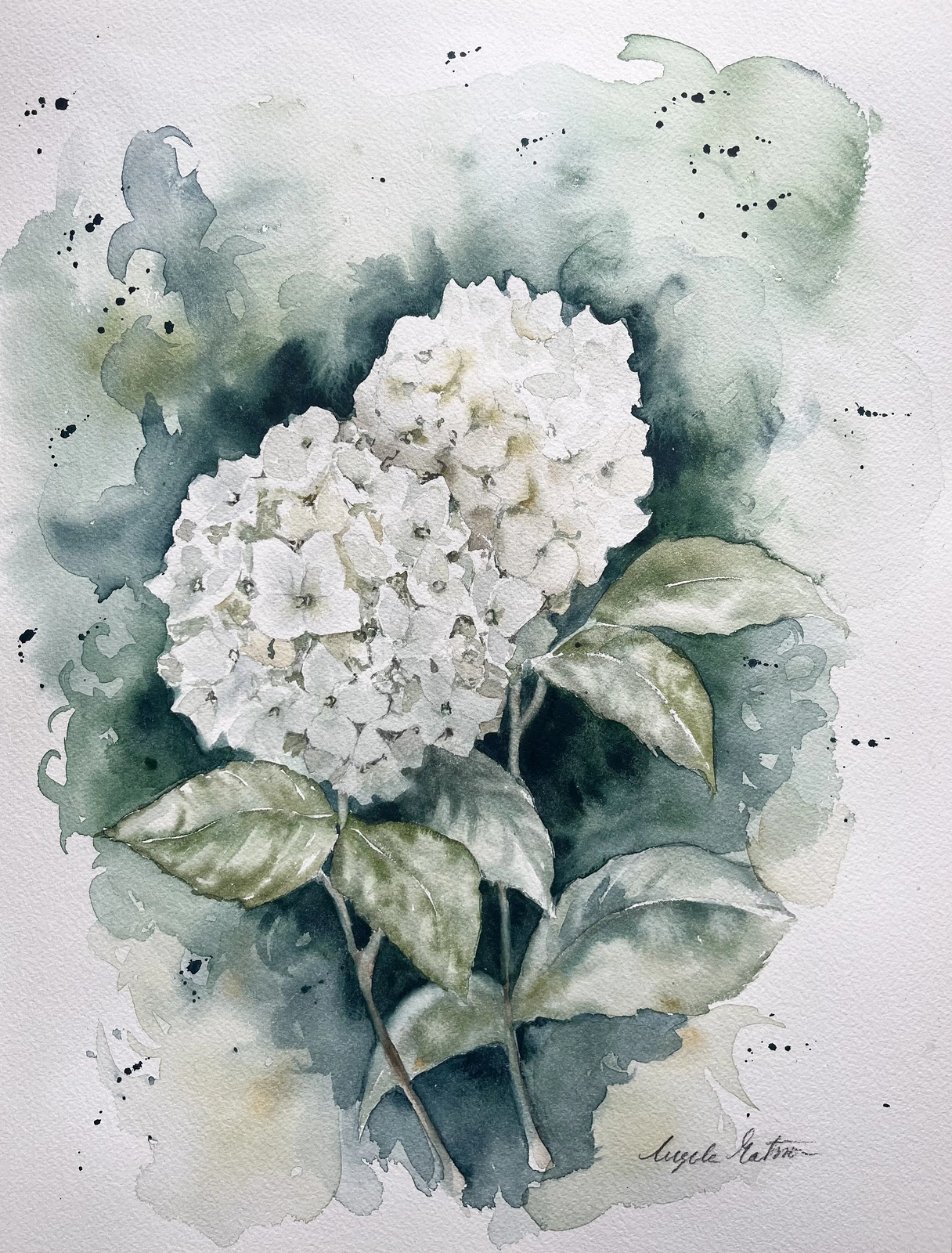Akvarell Hortensia av Ingela Matsson