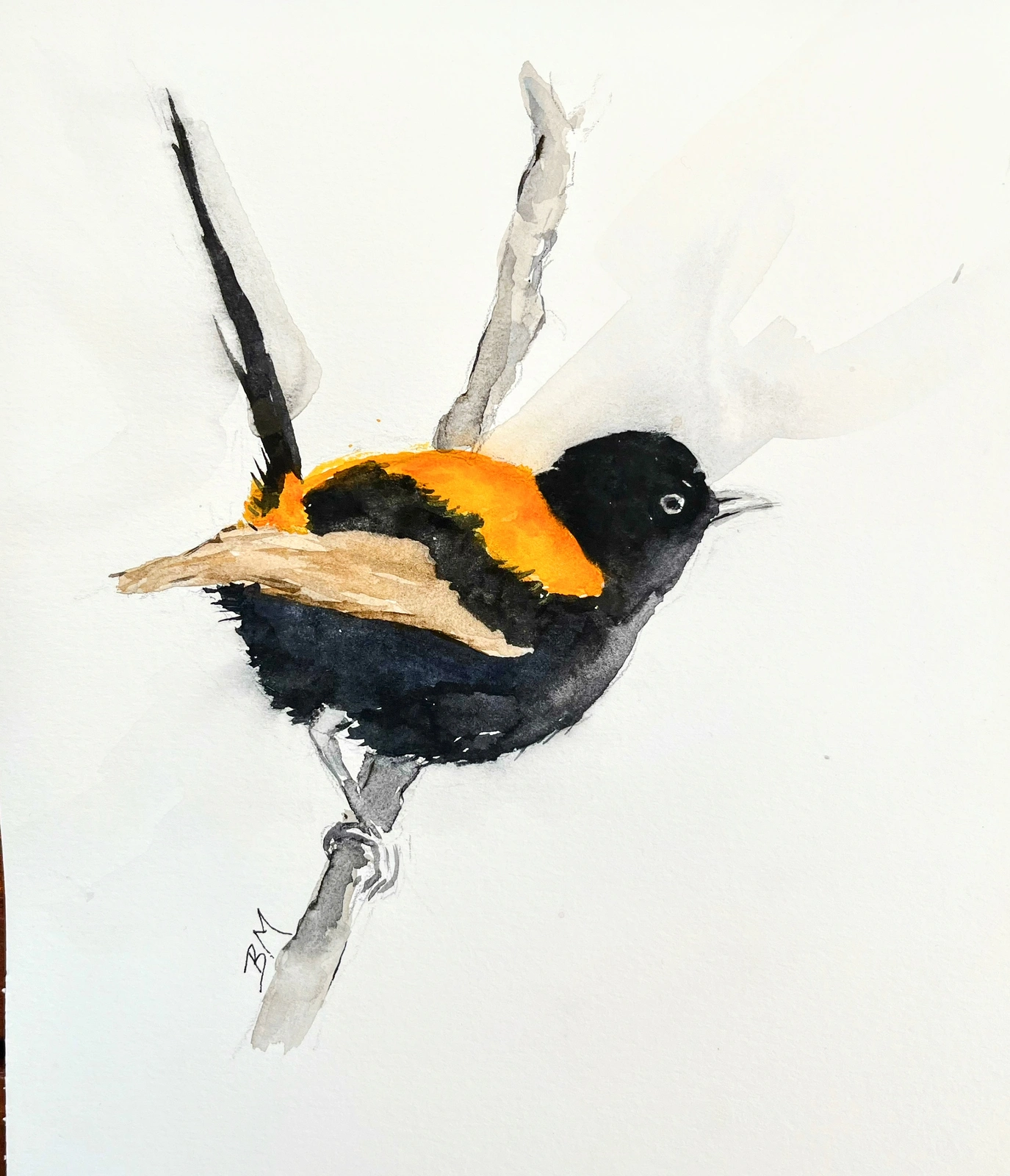 Akvarell From my Australian birds series av Barbara Månsson