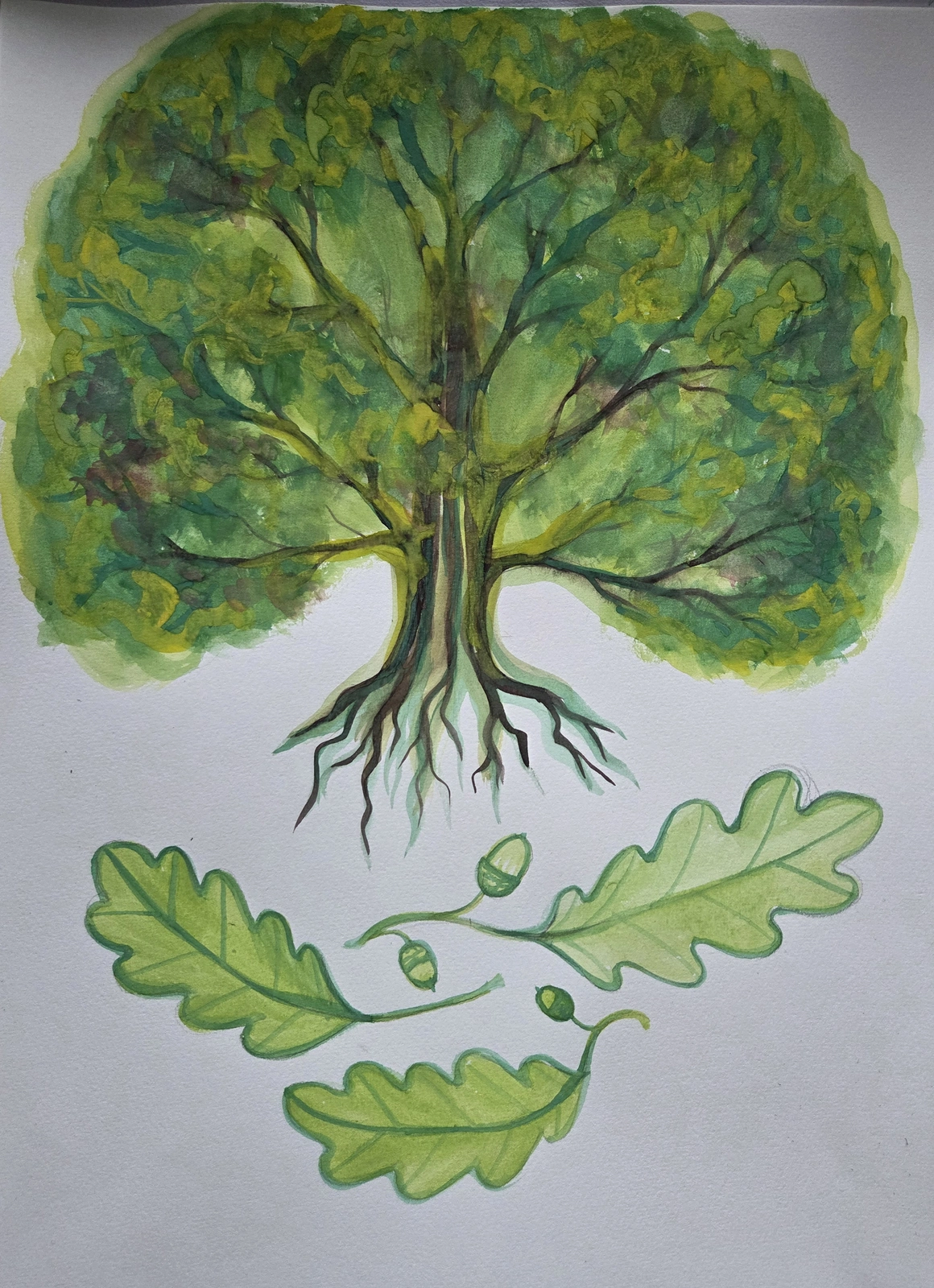 Akvarell Quercus robur av Cristina Stef