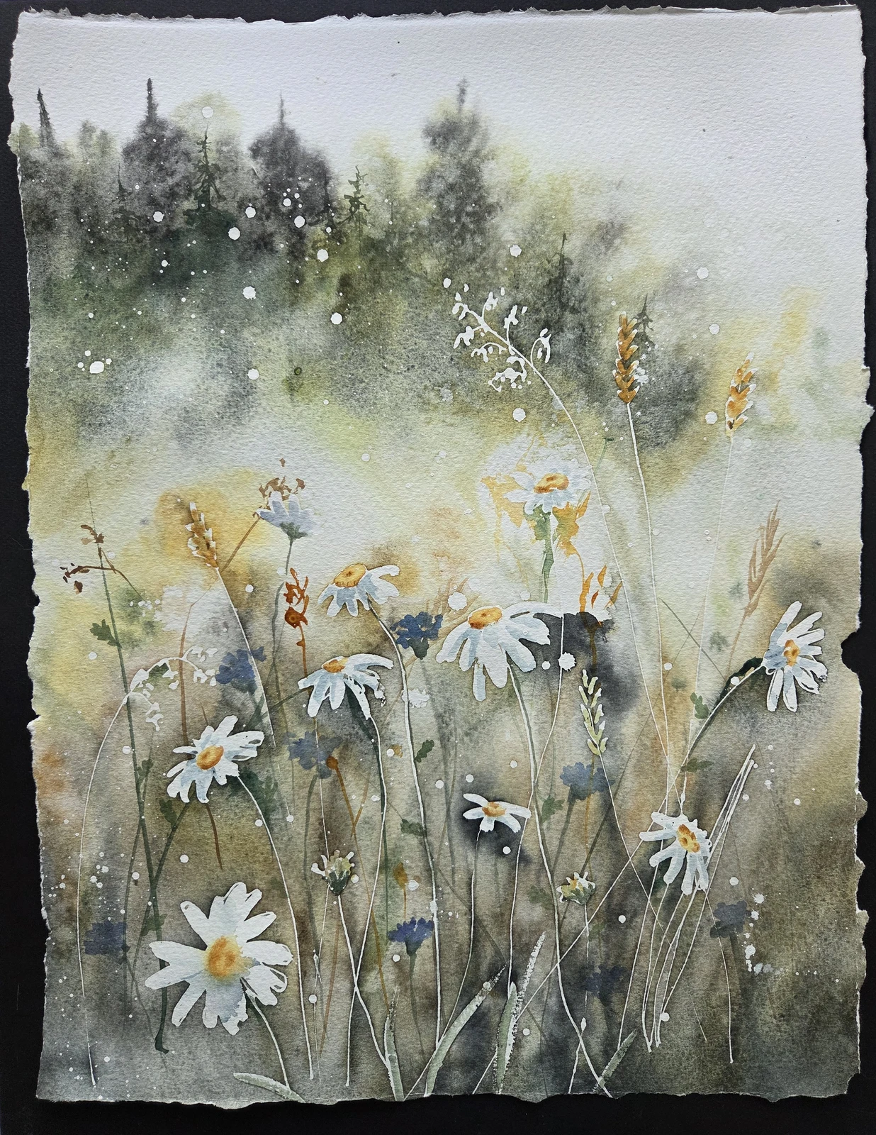 Akvarell Prästkrags-sommar av Mia Älegård