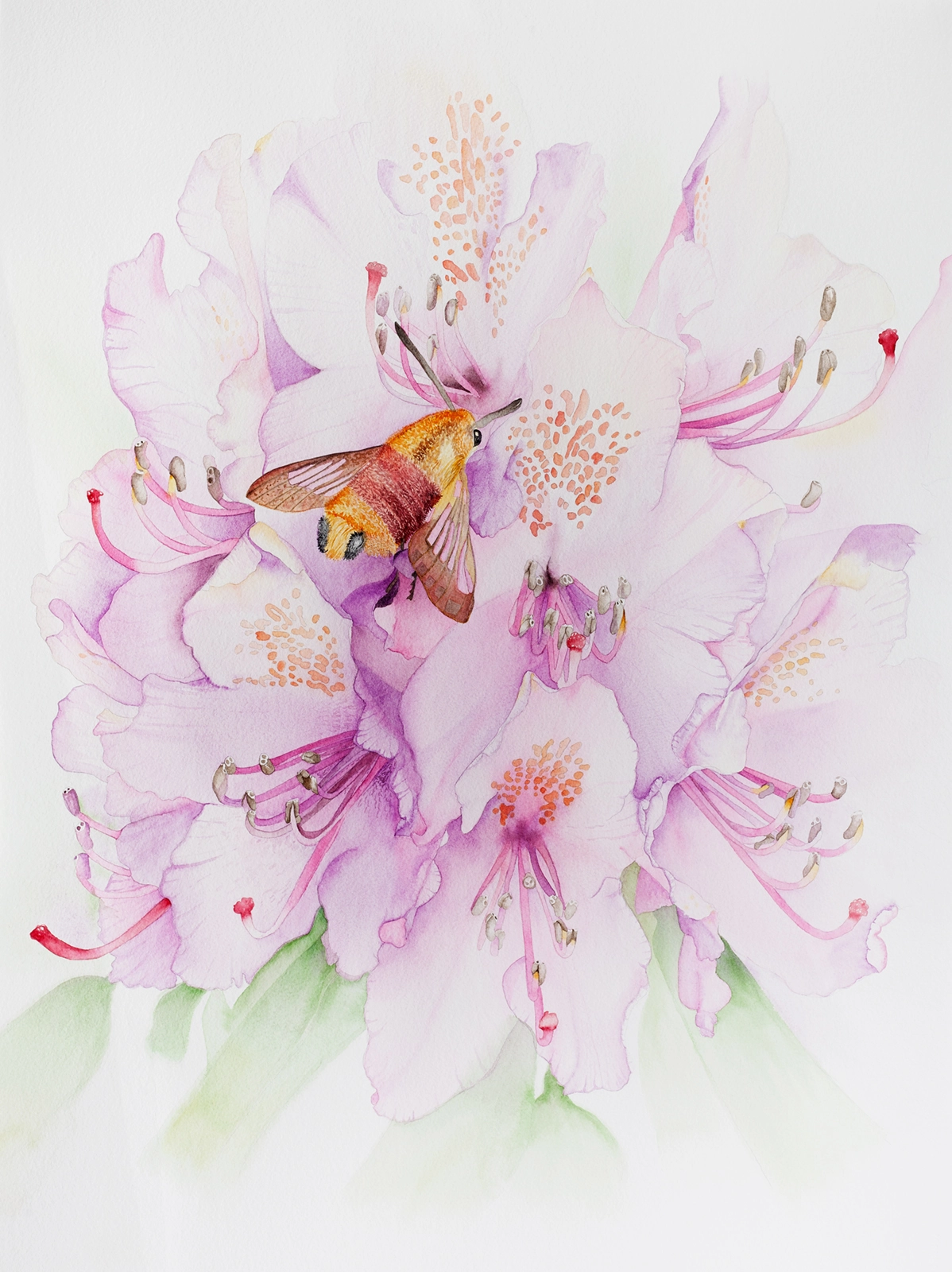 Akvarell Rhododendron av Sabina Hannila