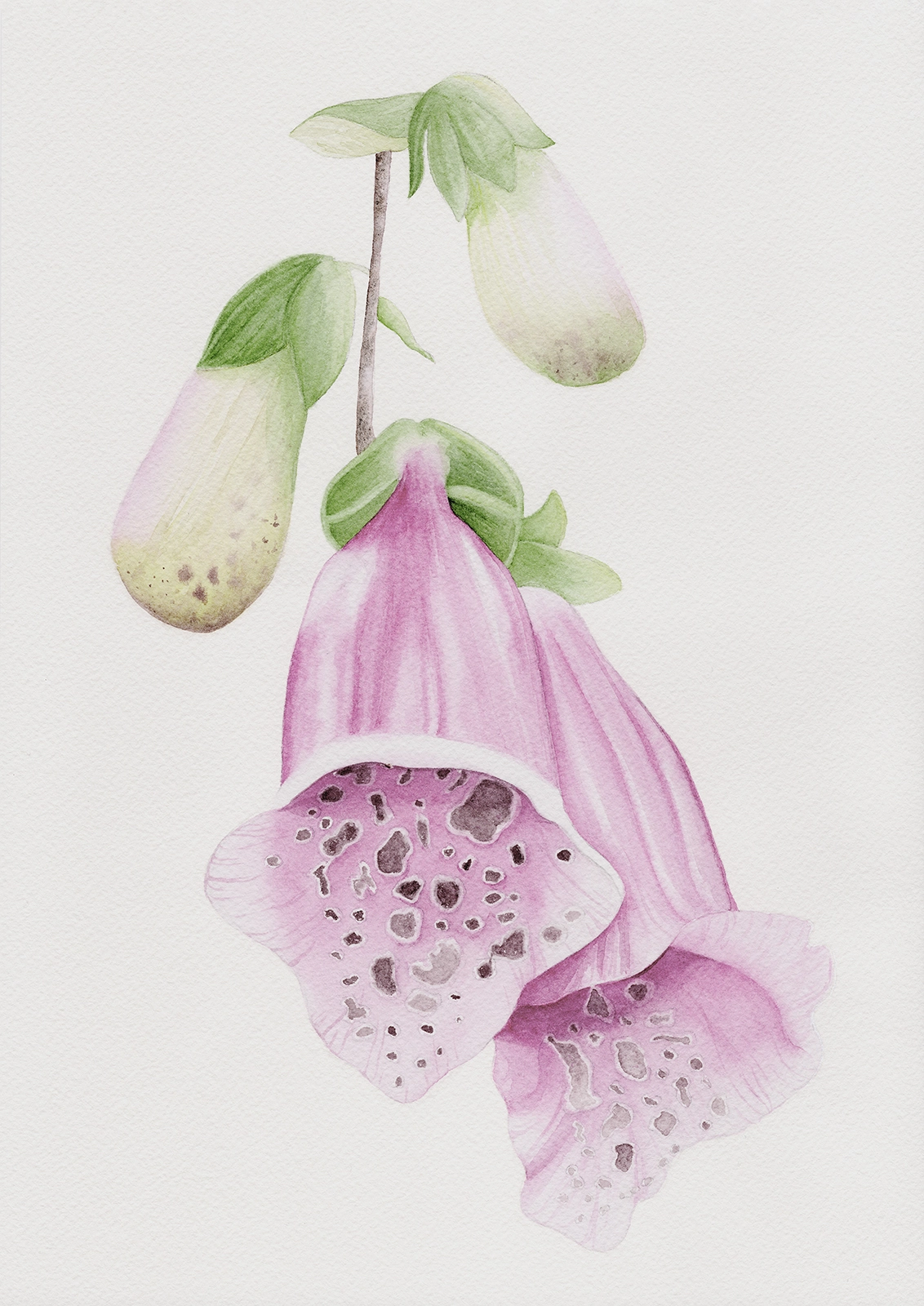 Akvarell Fingerborgsblomma av Sabina Hannila