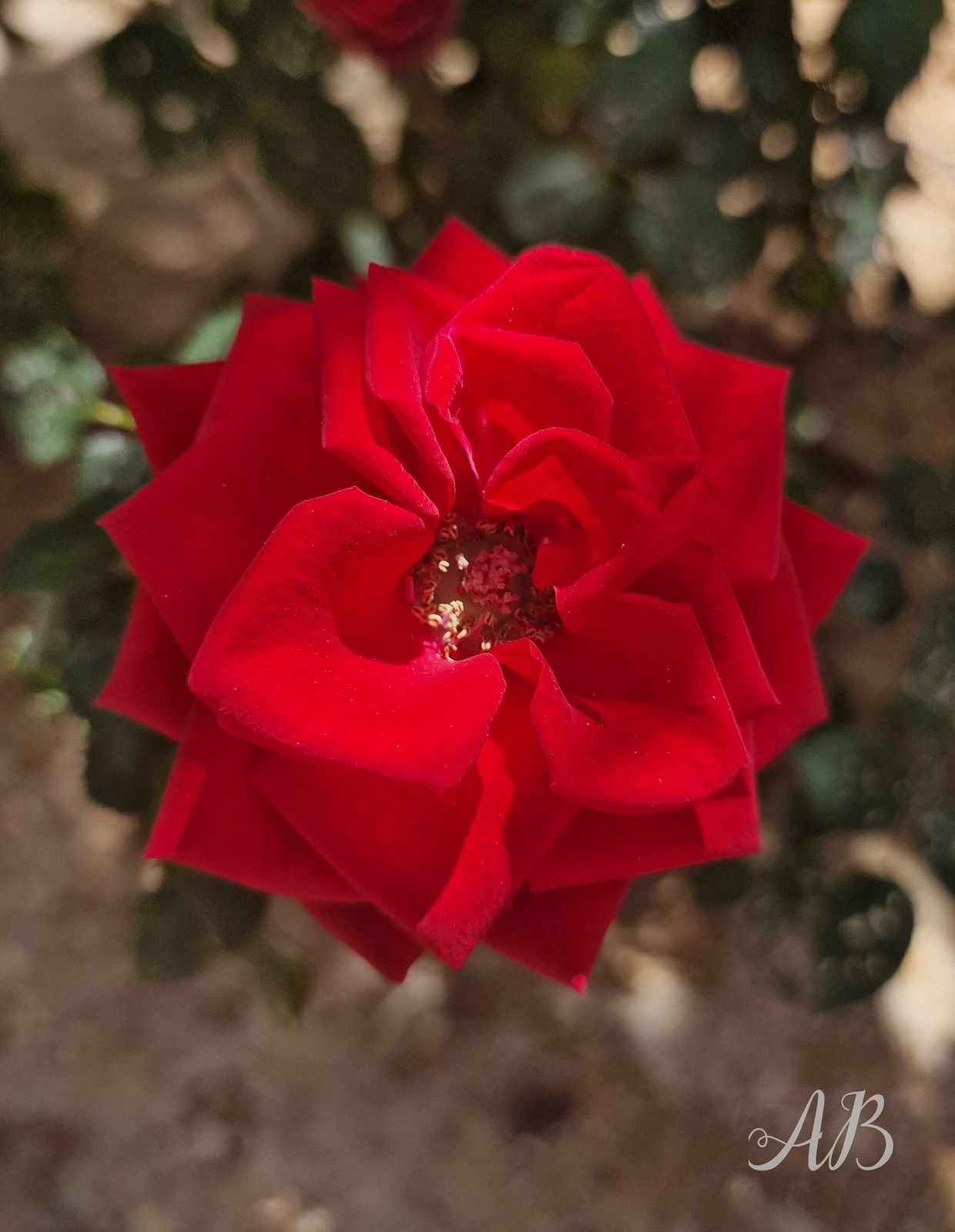 The Rose av Anneli Byström