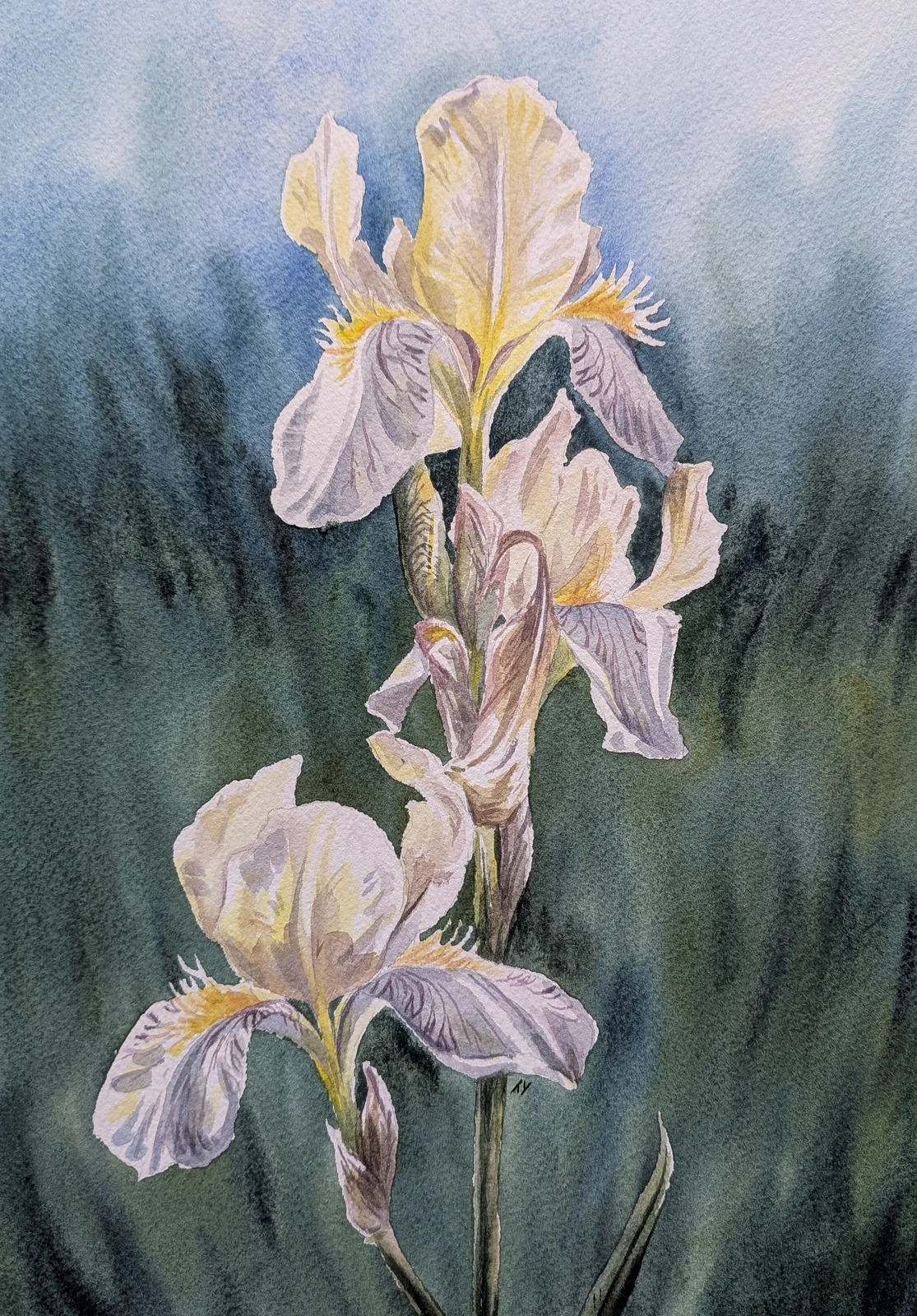Akvarell Gul iris av Tove Y